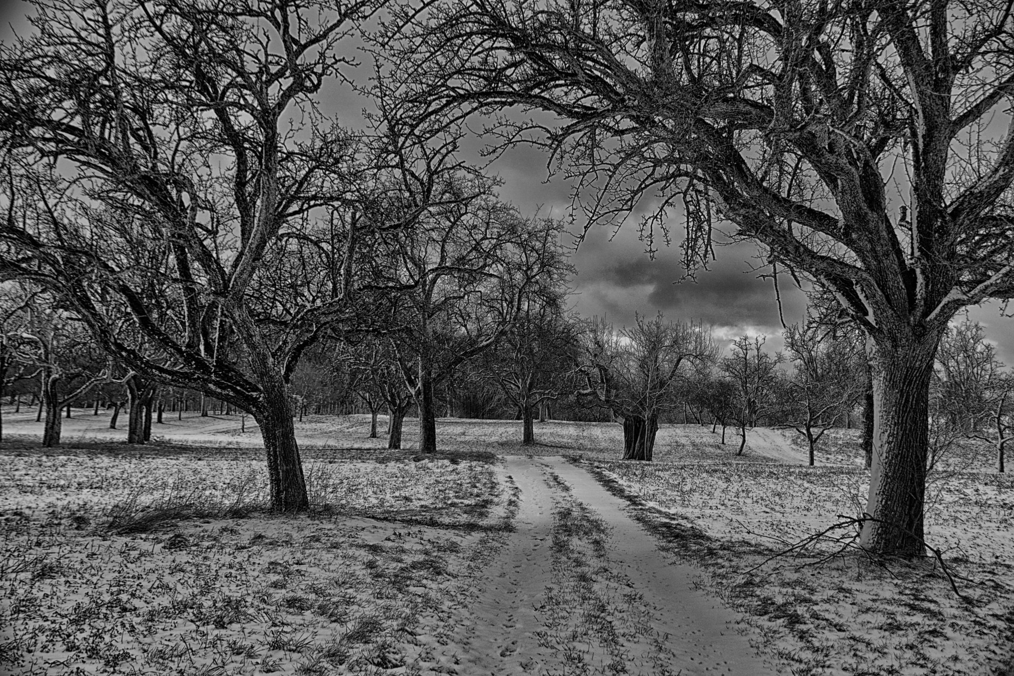 Sony ILCA-77M2 sample photo. Die schönheit der bäume auch im winter. photography