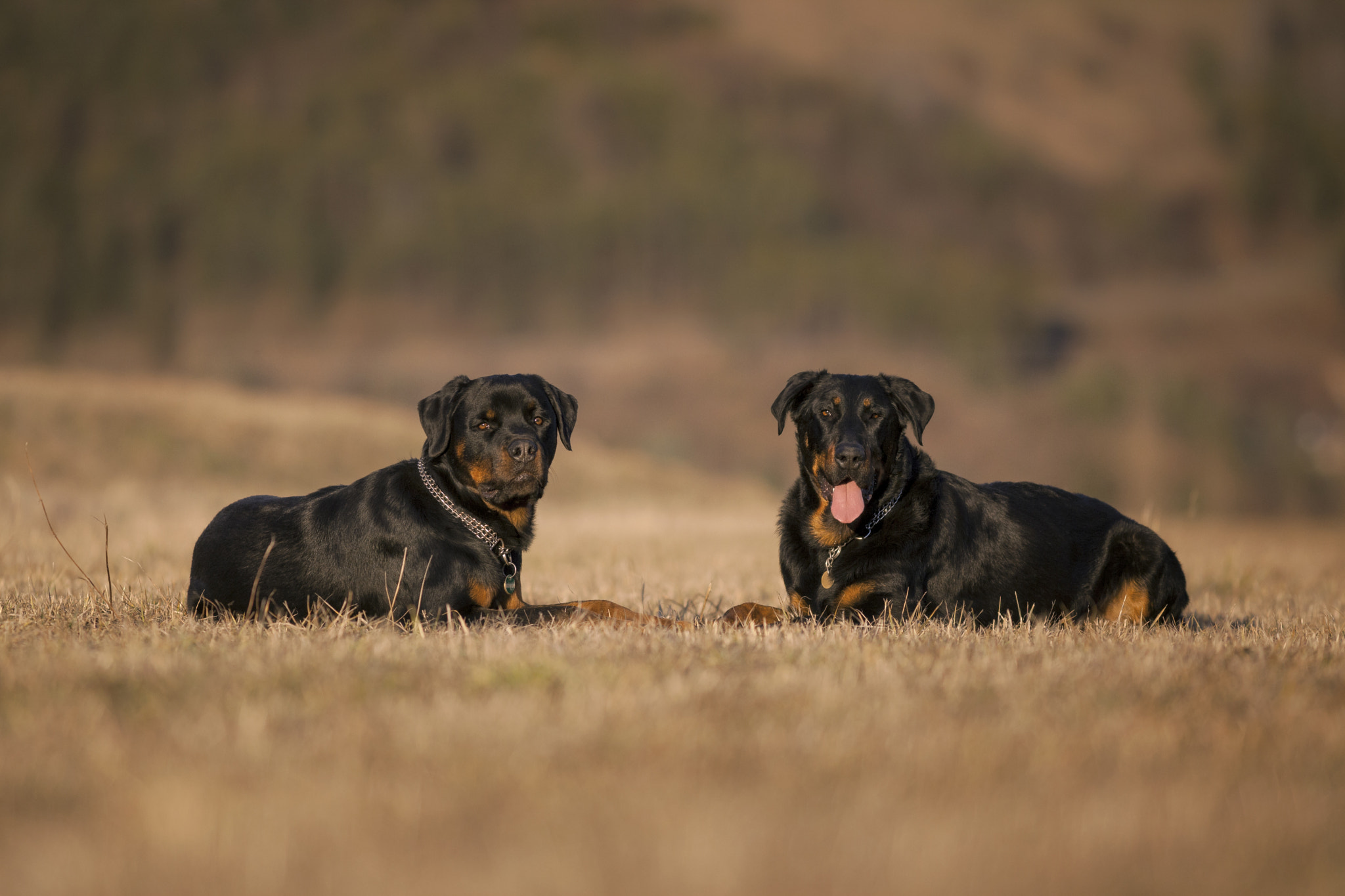 Canon EF 300mm F4L IS USM sample photo. Tyson&bronko photography