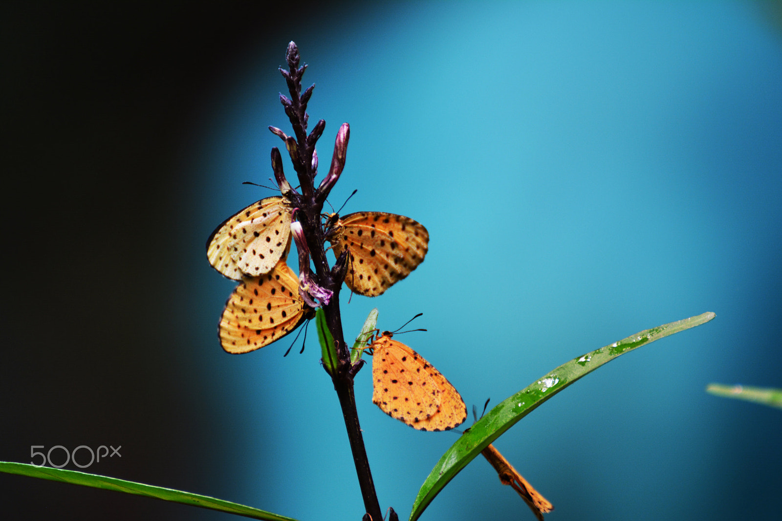 Nikon D5200 sample photo. Butterflies in tanzania photography