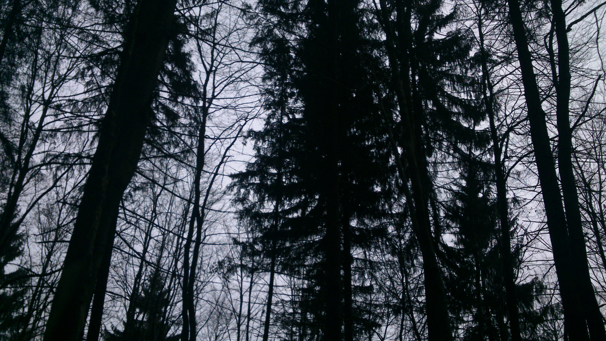 Sony Xperia P sample photo. In the woods photography