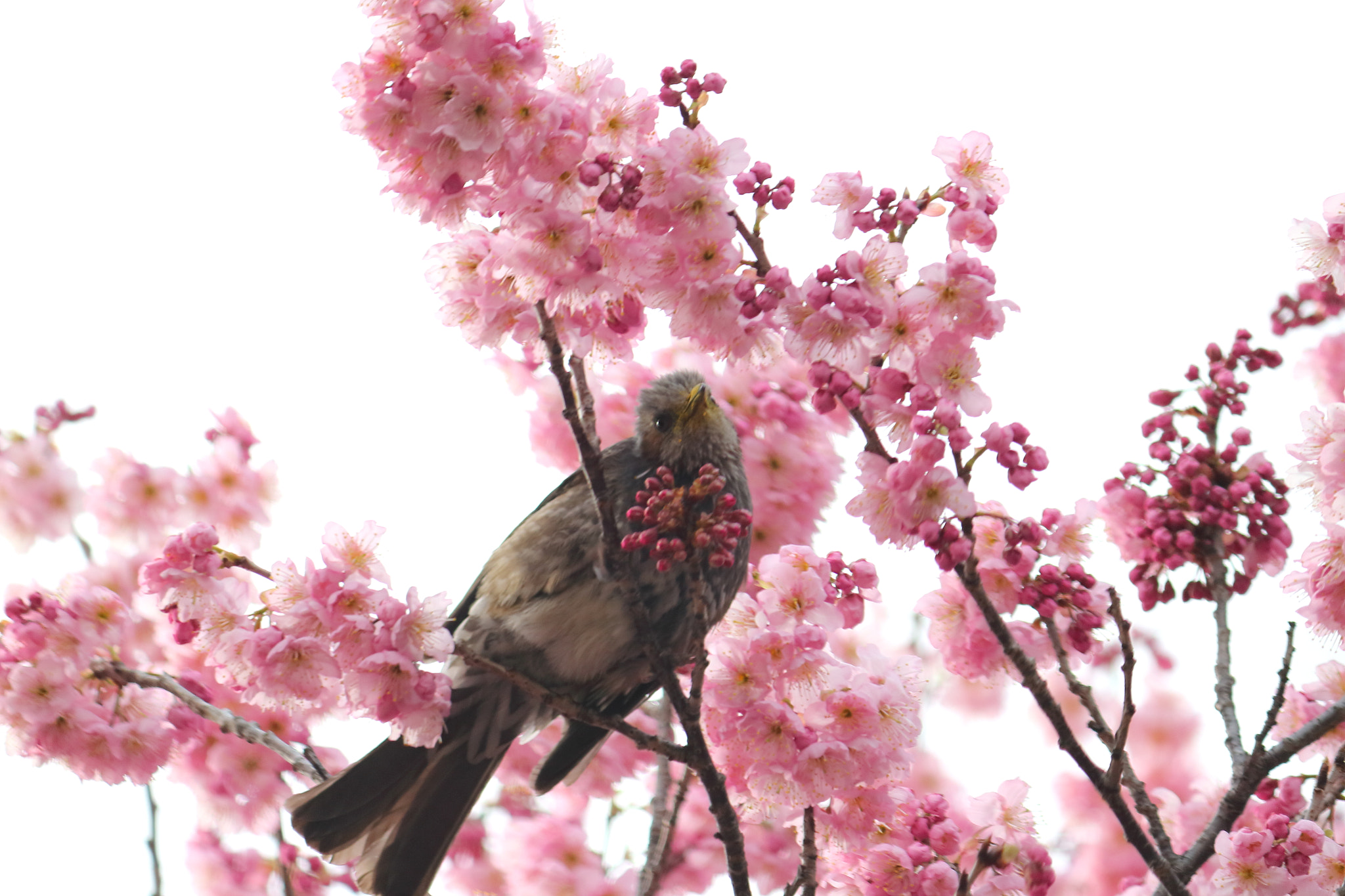 Canon EOS 100D (EOS Rebel SL1 / EOS Kiss X7) sample photo. Sakura and bird photography