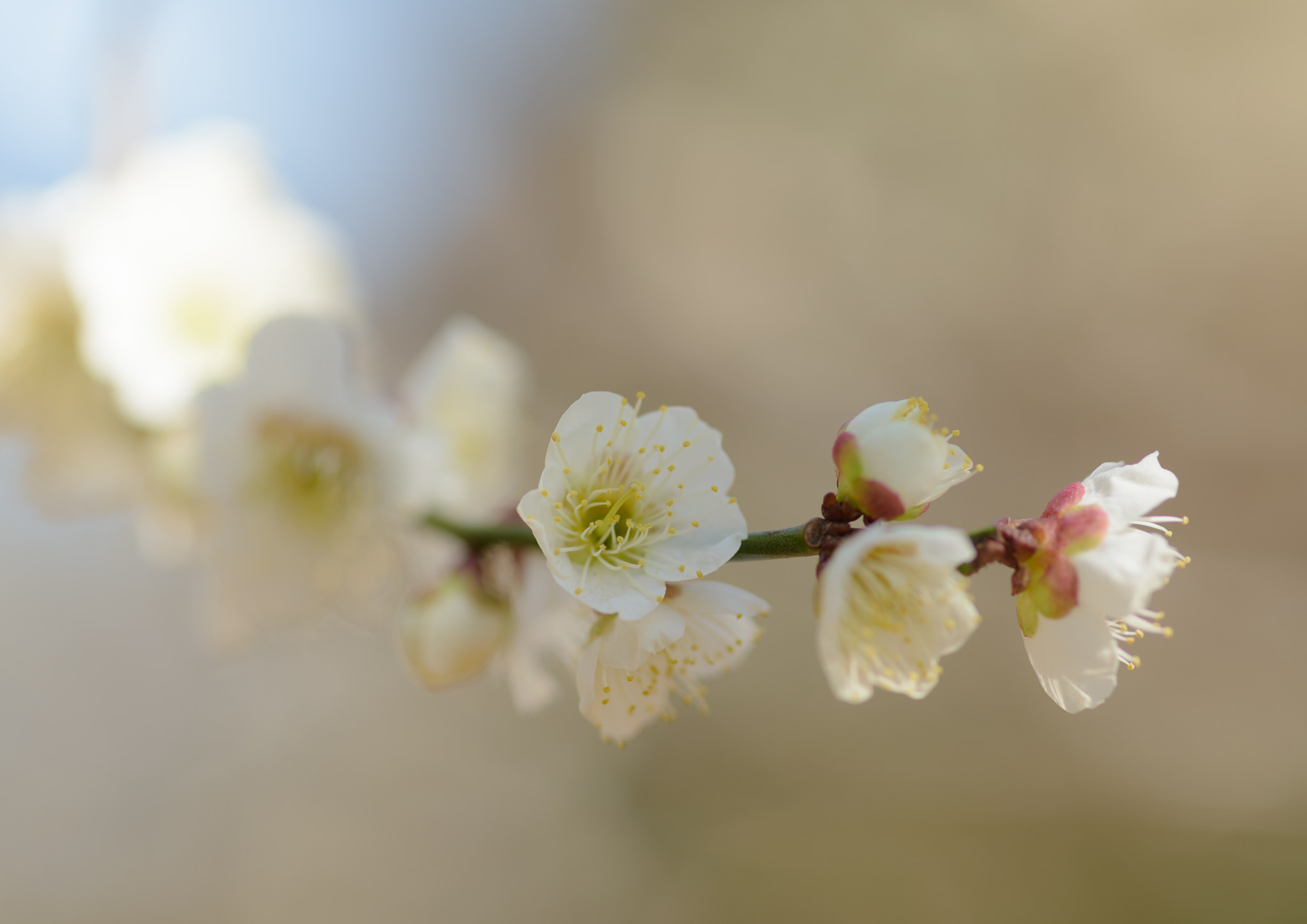 Nikon Df + ZEISS Makro-Planar T* 100mm F2 sample photo. Natural photography