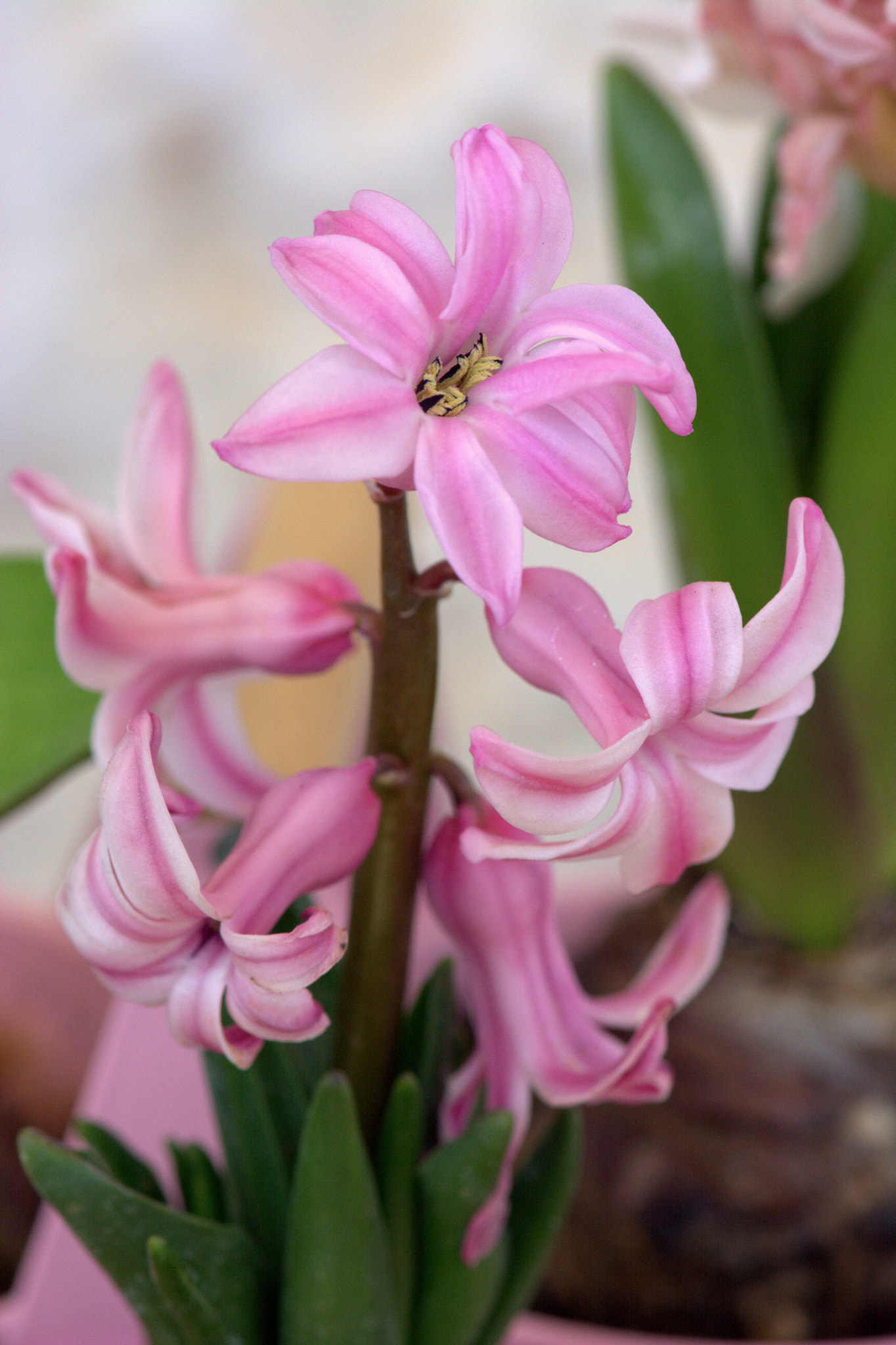 Nikon AF-S Micro-Nikkor 105mm F2.8G IF-ED VR sample photo. Narcissus photography