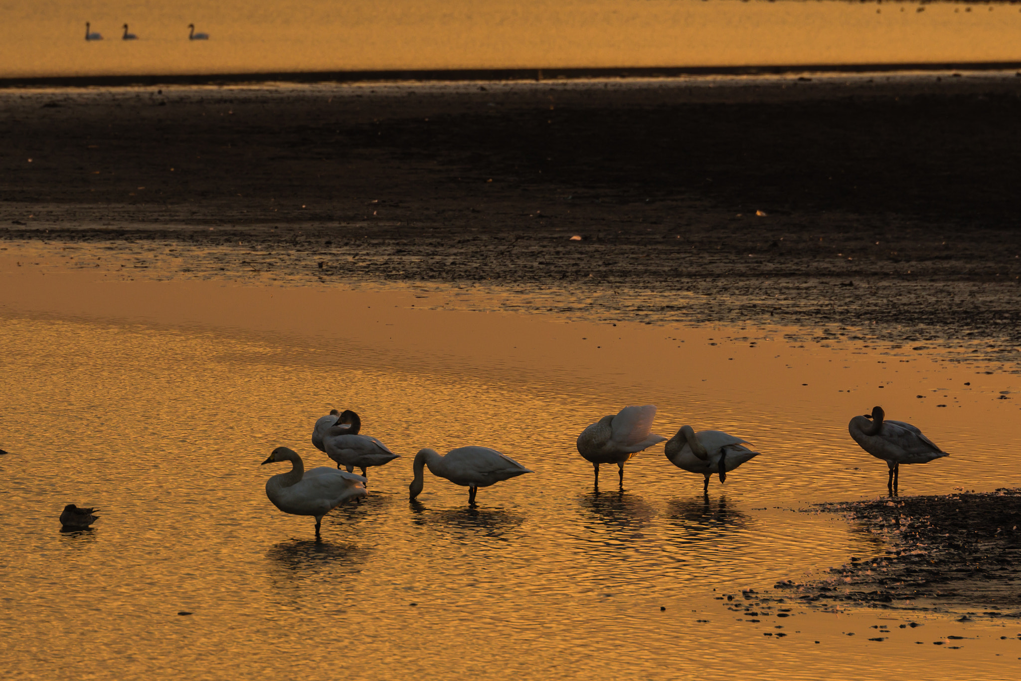Pentax D FA* 70-200mm F2.8ED DC AW sample photo. ** photography