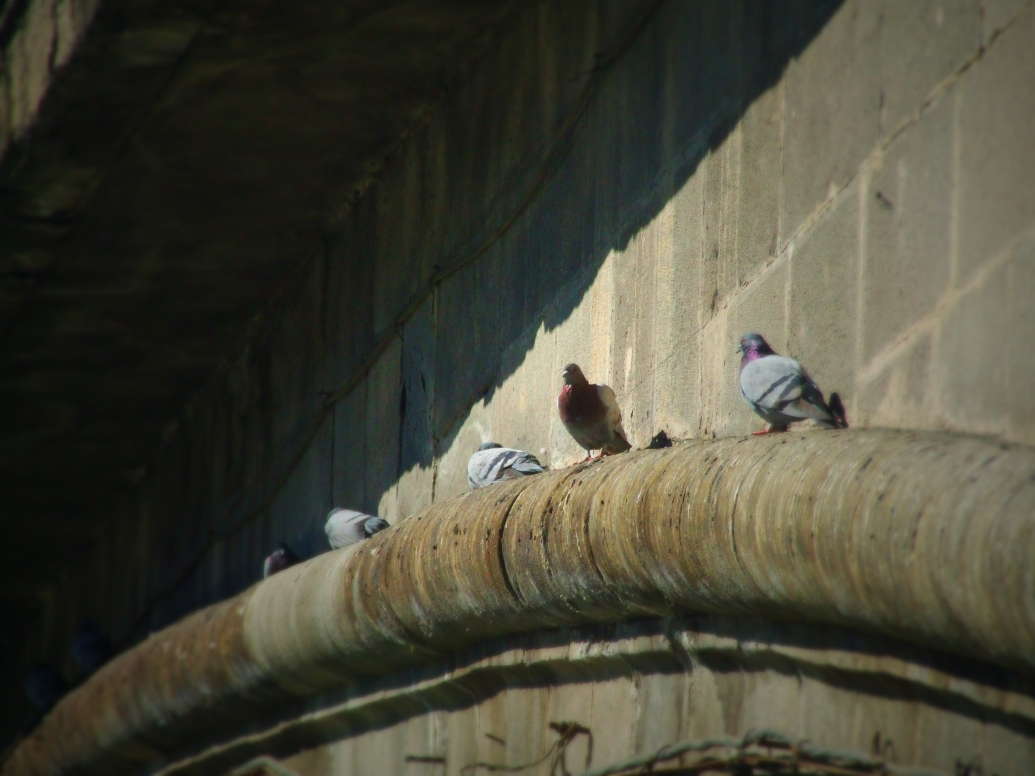 Fujifilm FinePix S9500 sample photo. Pigeons photography