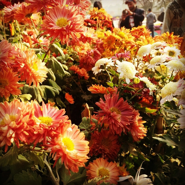 Flower Show in Islamabad , Pakistan last year in December by Nazish  Mahmood on 500px.com