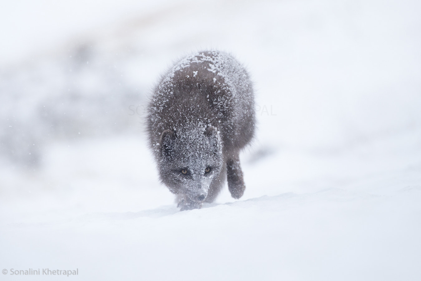 Canon EOS-1D X + Canon EF 200-400mm F4L IS USM Extender 1.4x sample photo. Prowl photography