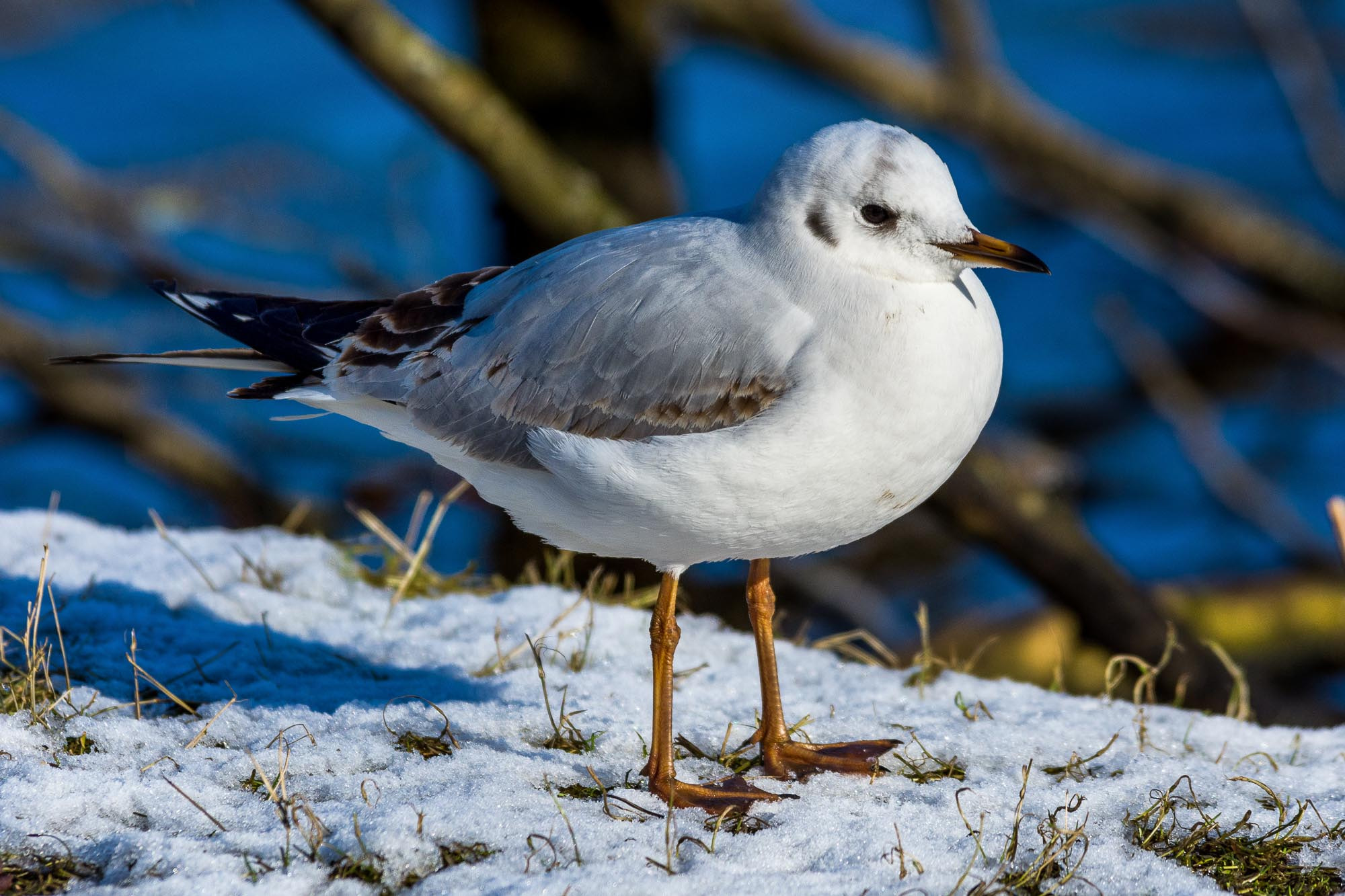 Nikon D7200 sample photo. Seagull photography