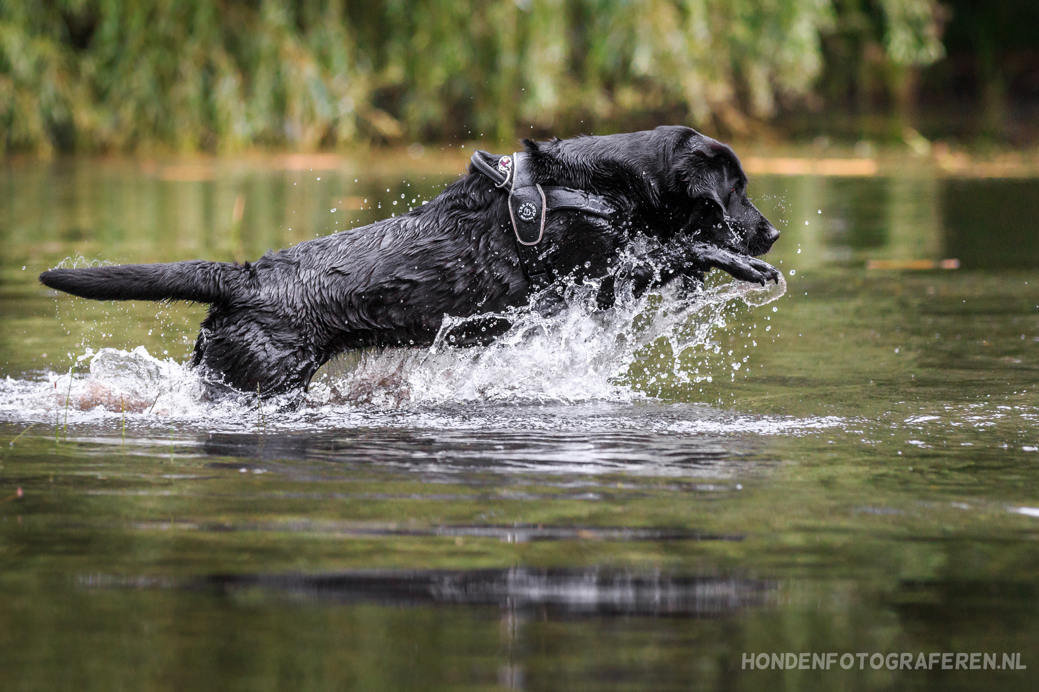 Canon EF 70-200mm F2.8L IS II USM sample photo. Jumping black labrador retriever photography