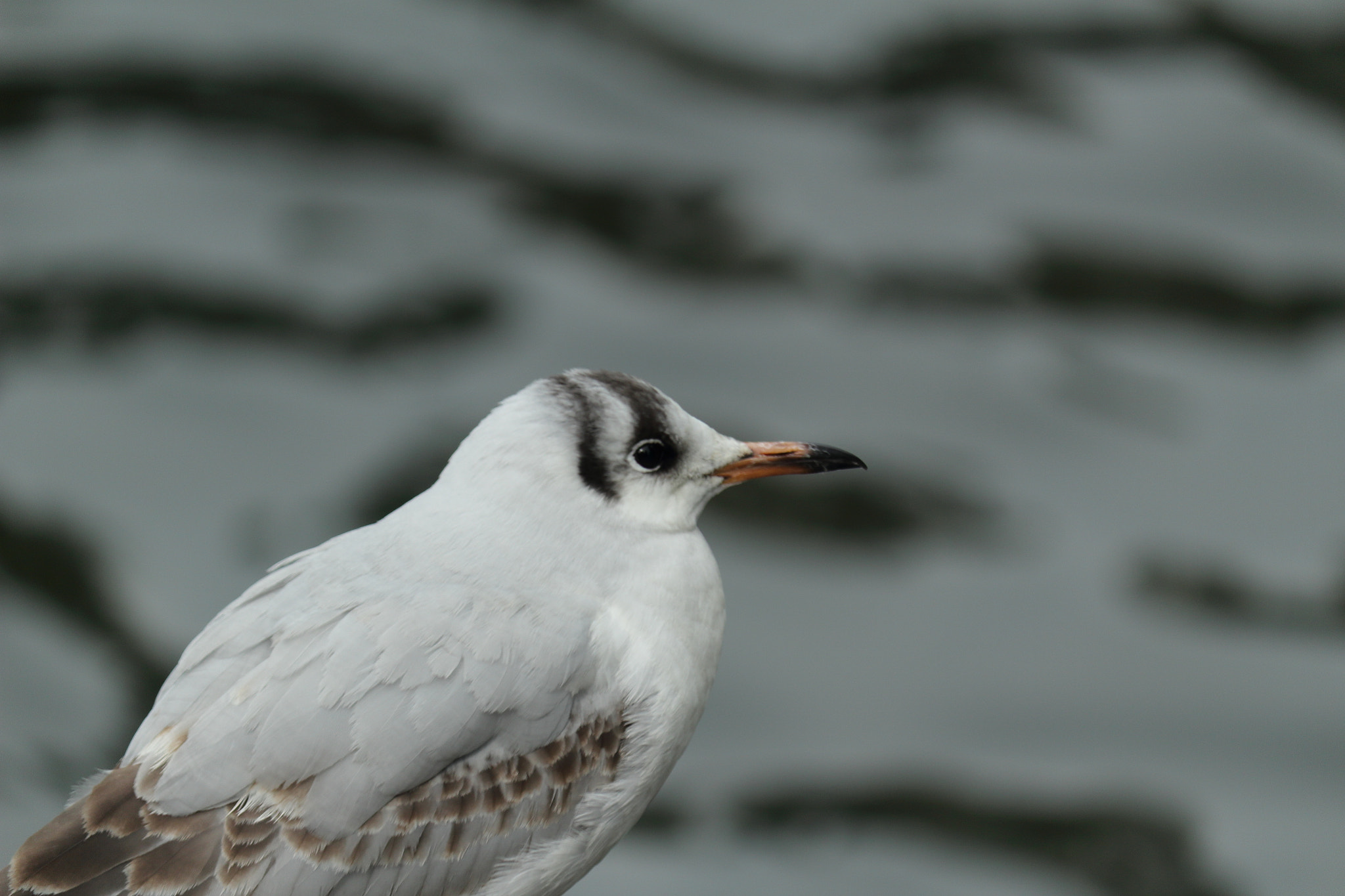 Canon EOS 100D (EOS Rebel SL1 / EOS Kiss X7) sample photo. A bird photography