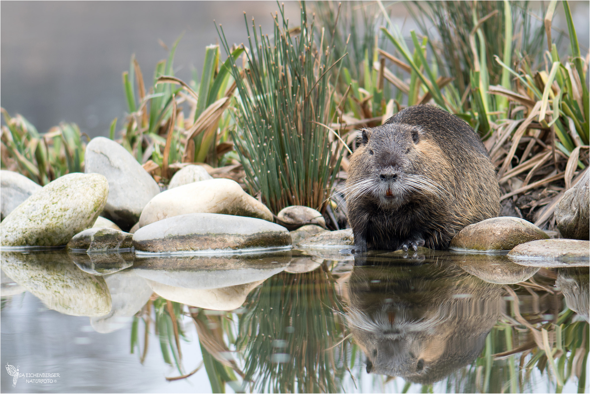 Nikon AF-S Micro-Nikkor 105mm F2.8G IF-ED VR sample photo. Nutria photography