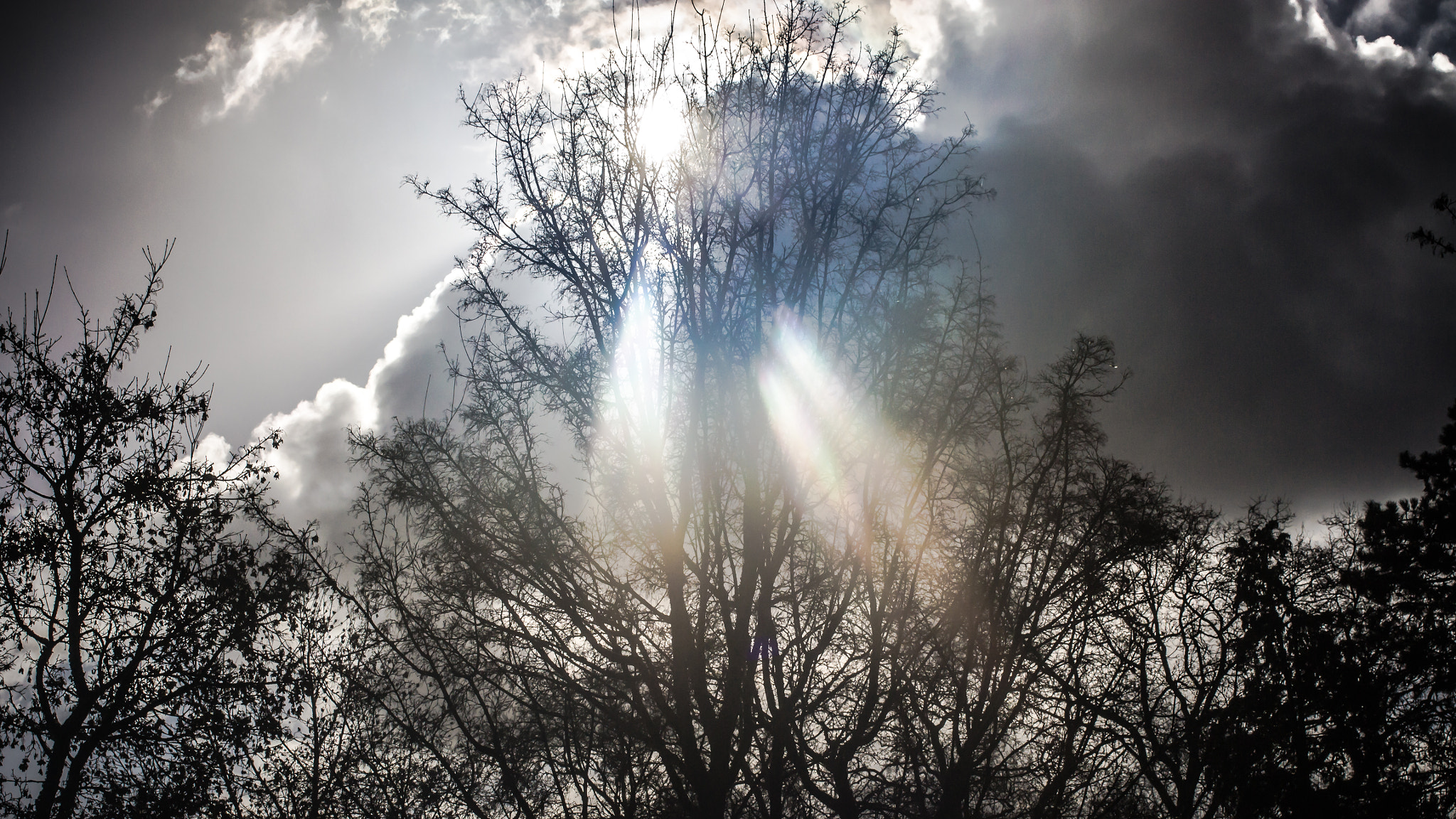 Nikon D3100 + Sigma 50mm F1.4 EX DG HSM sample photo. Thru the trees photography