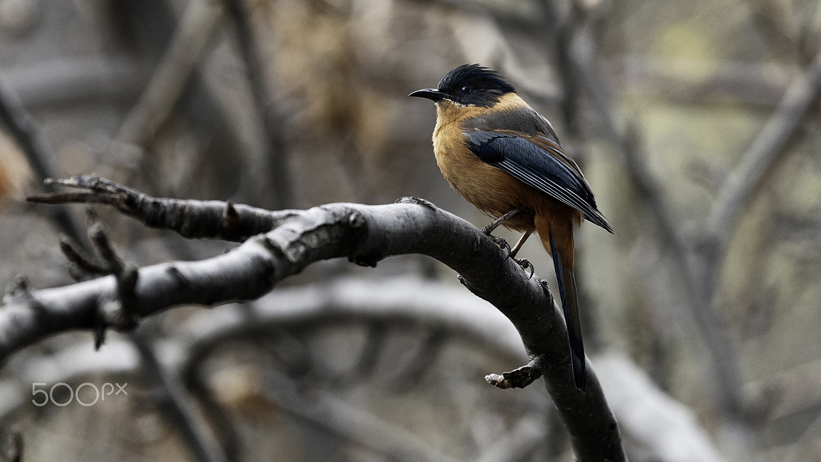 Nikon AF-S Nikkor 200-500mm F5.6E ED VR sample photo. Sibia waiting for spring photography