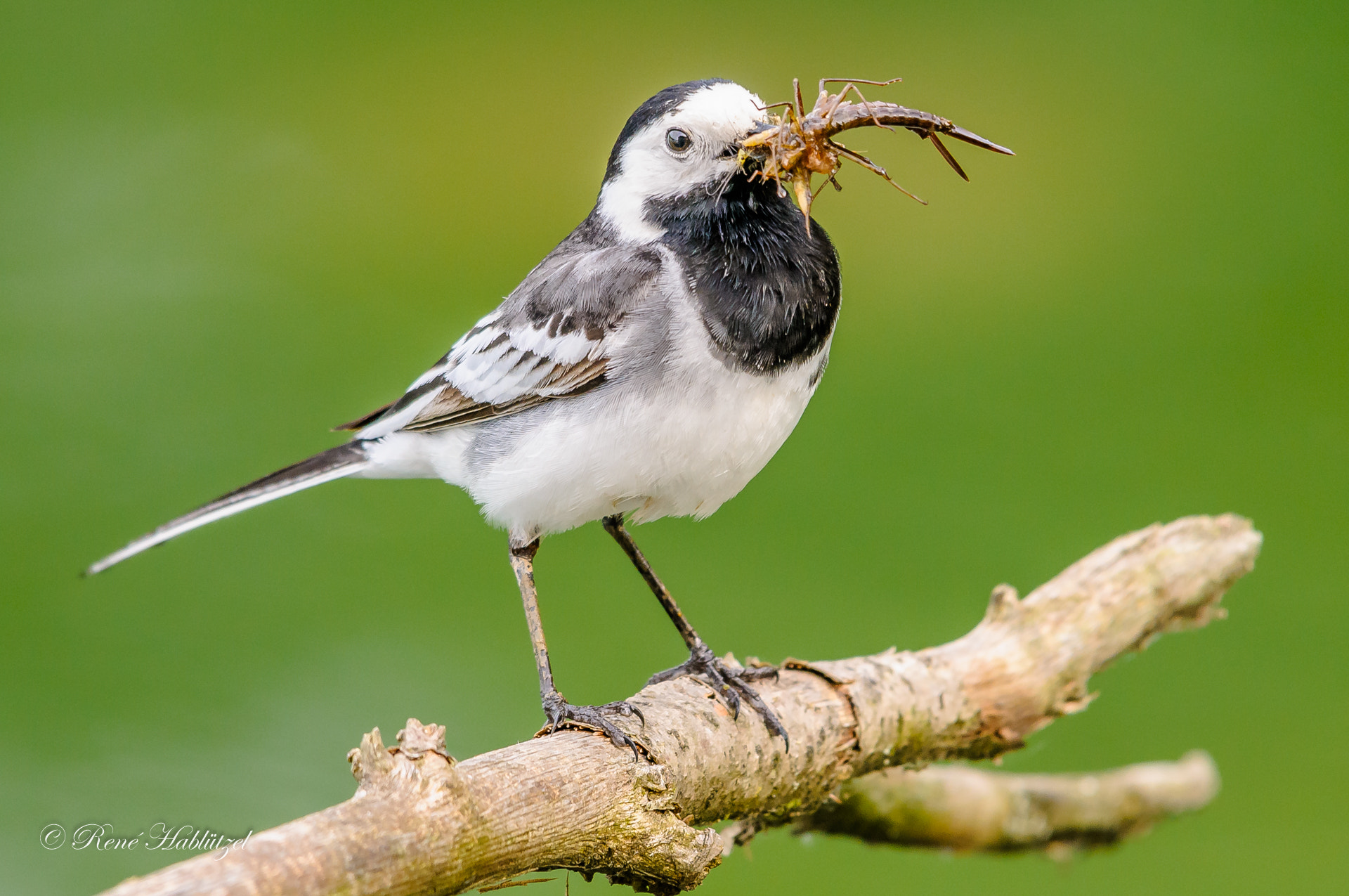 Nikon D300S + Sigma 150-500mm F5-6.3 DG OS HSM sample photo. Bachstelze photography