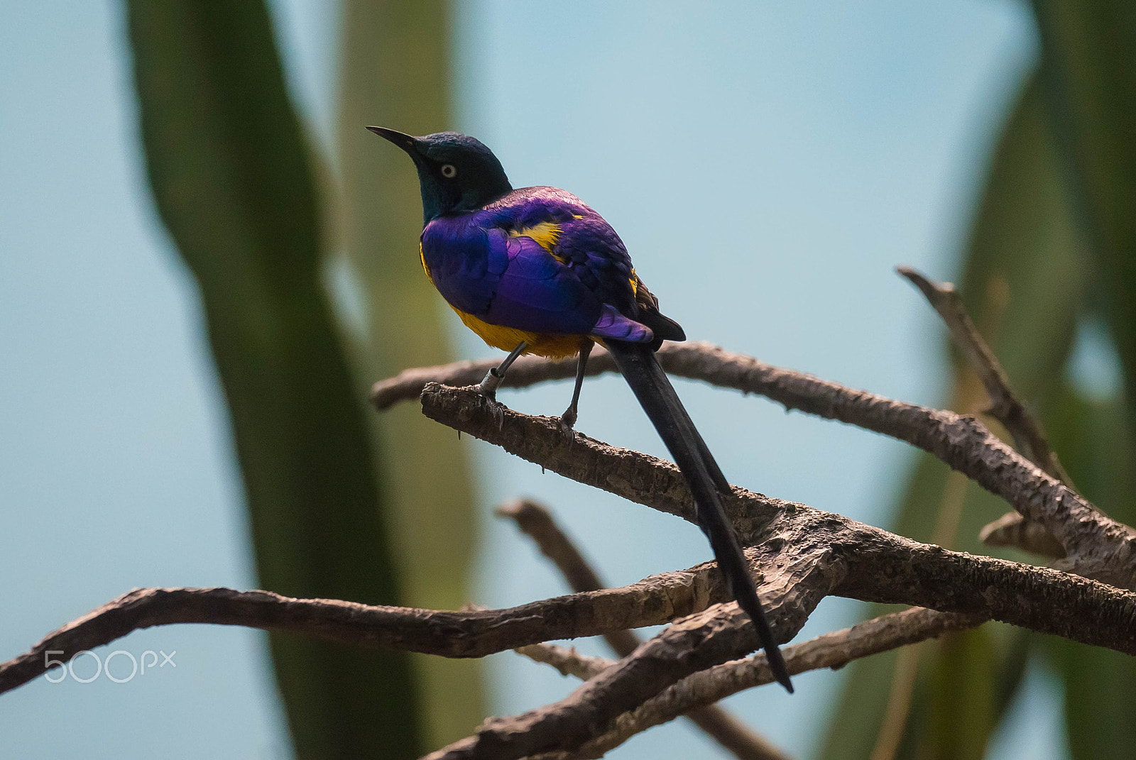 Sony 70-300mm F4.5-5.6 G SSM sample photo. Purple/yellow bird - name unknown photography