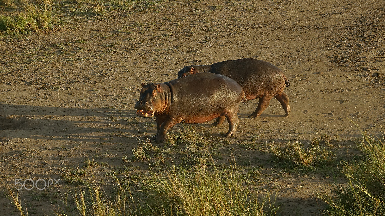 Sony SLT-A57 sample photo. Africa's pets photography