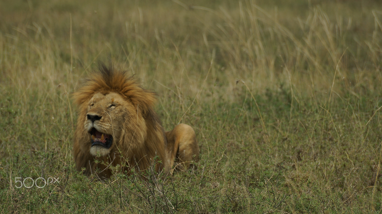 Sony SLT-A57 sample photo. Africa's pets photography
