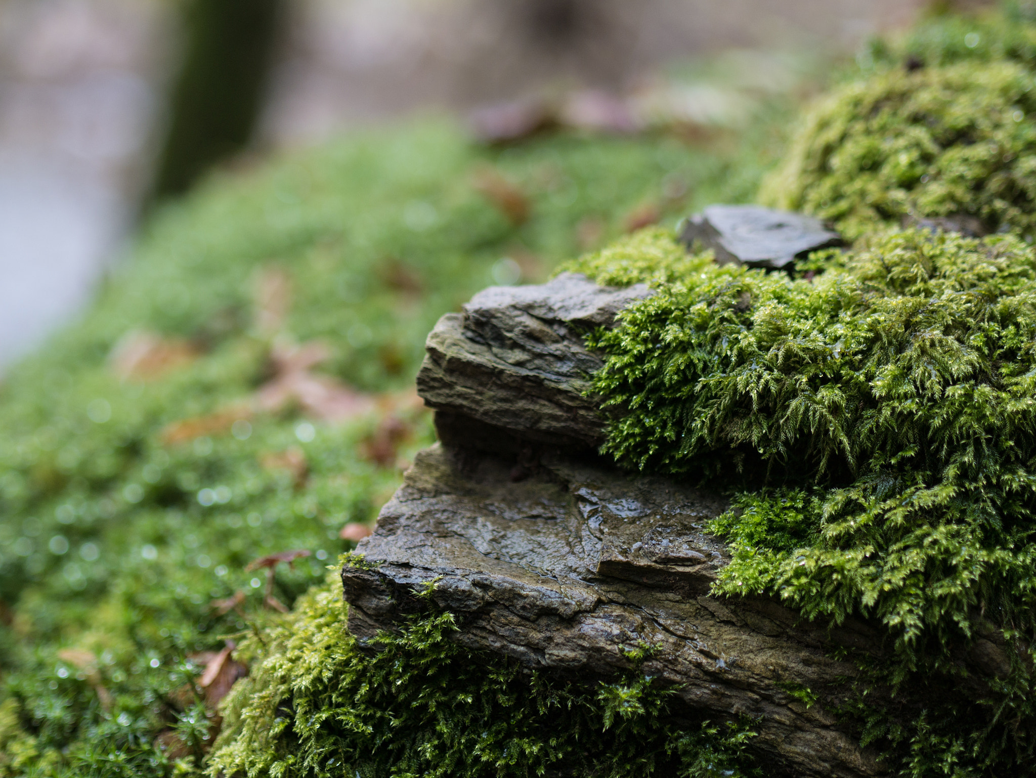 Panasonic Lumix DMC-G85 (Lumix DMC-G80) + Olympus M.Zuiko Digital 45mm F1.8 sample photo. Moss photography