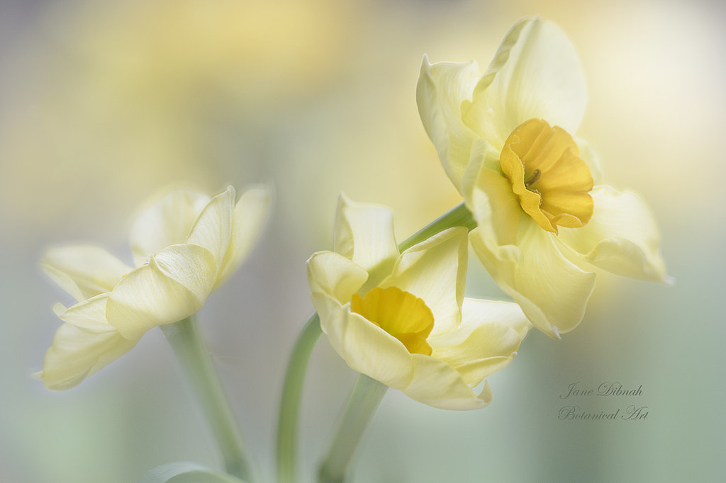 Spring yellow by Jane Dibnah on 500px.com