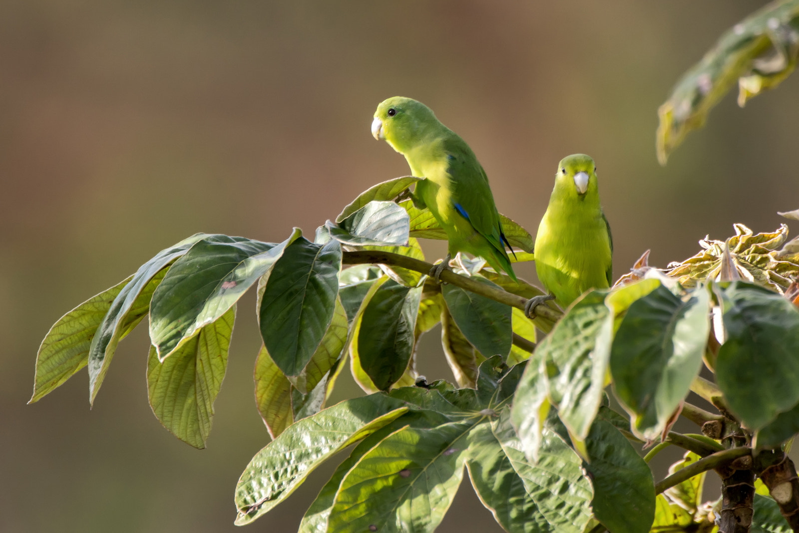 Nikon D800 sample photo. Couple of blue-winged parrotlet photography