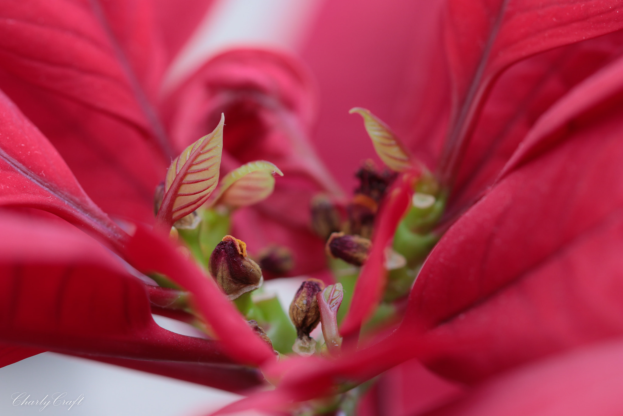 Canon EF 100mm F2.8 Macro USM sample photo. Macro photography