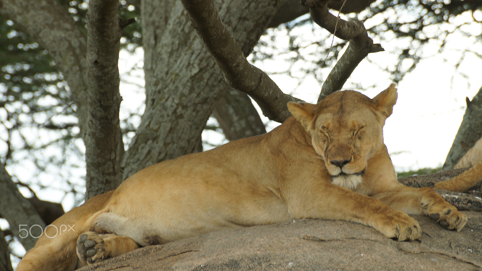 Sony SLT-A57 sample photo. Africa's pets photography