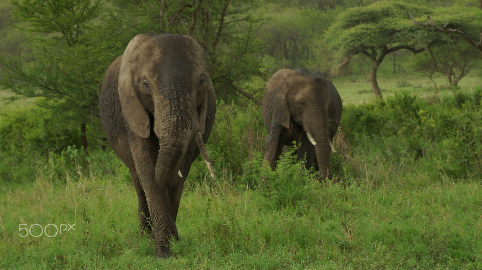 Sony SLT-A57 sample photo. Africa's pets photography