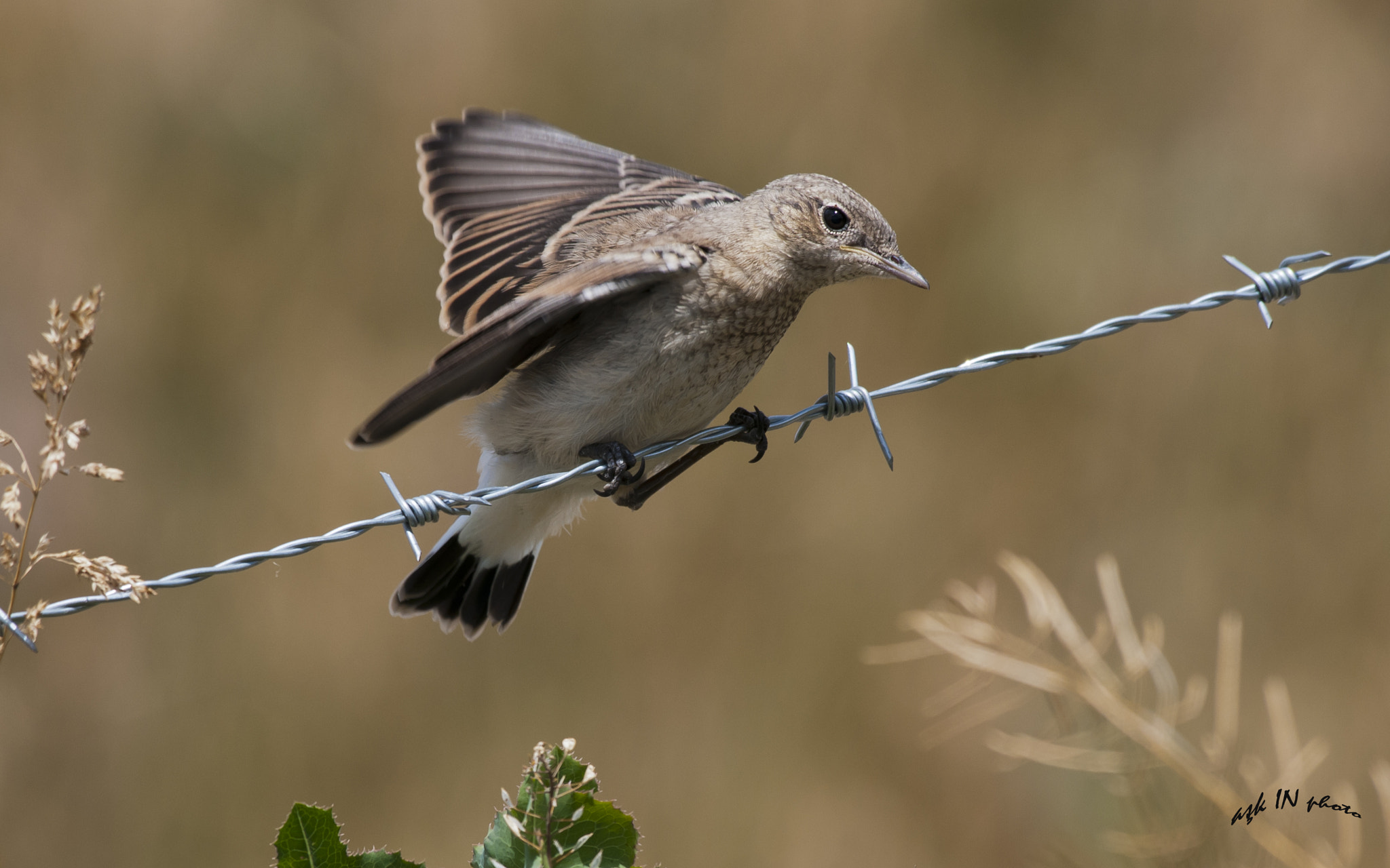 Nikon AF-S Nikkor 200-500mm F5.6E ED VR sample photo. Karakulaklı kuyrukkakan photography