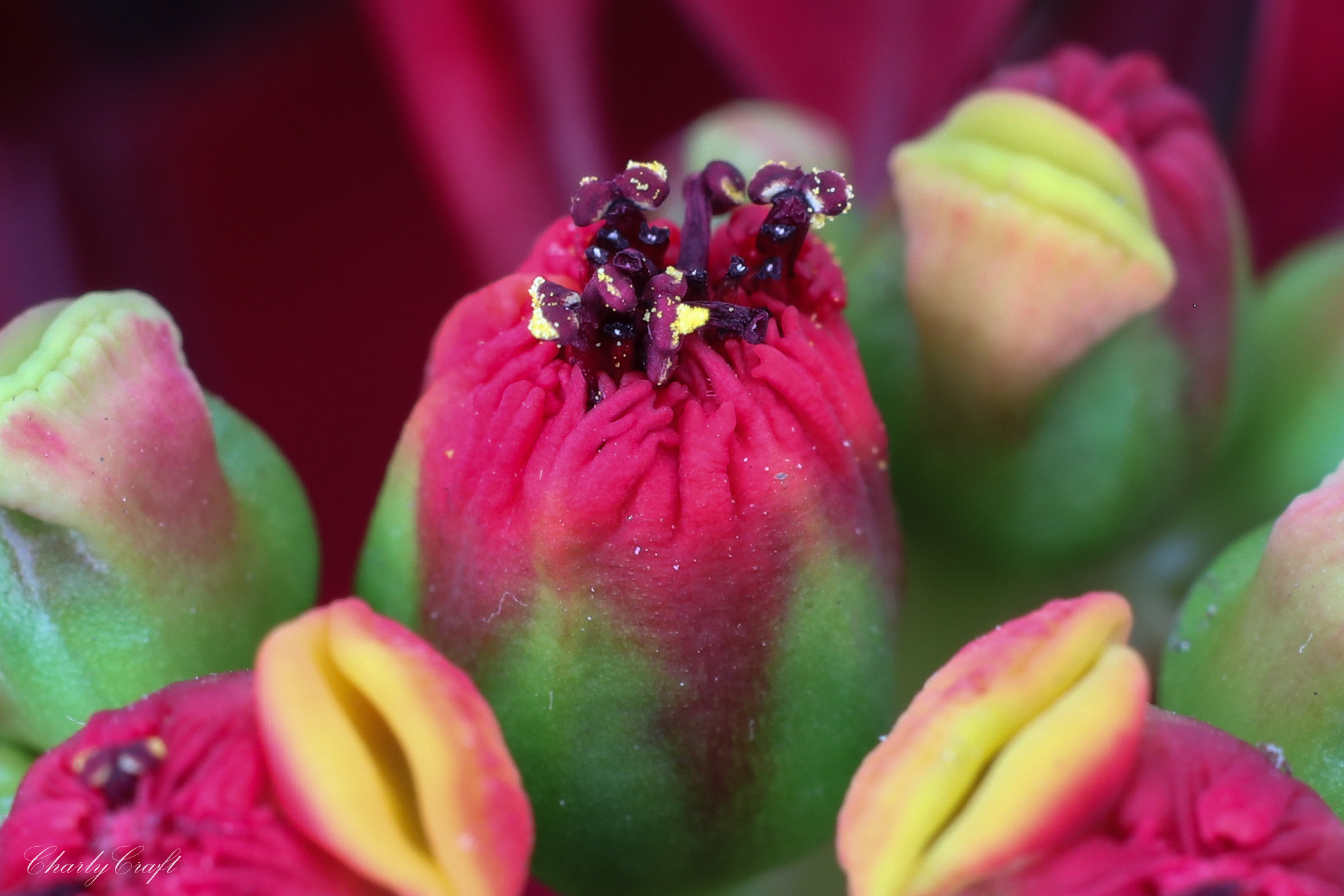 Canon EOS 80D + Canon EF 50mm F1.8 II sample photo. Macro photography