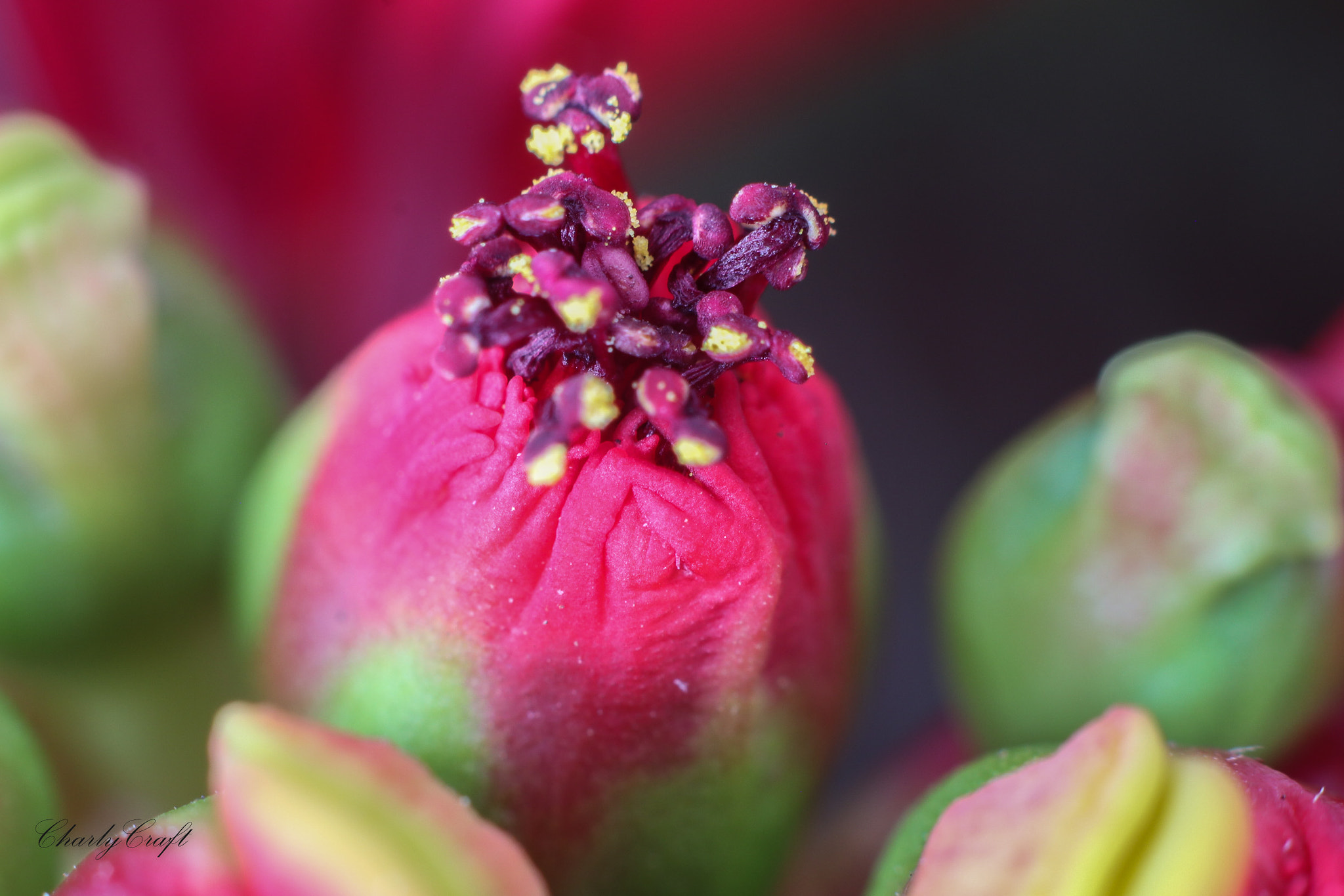 Canon EOS 80D + Canon EF 50mm F1.8 II sample photo. Macro photography