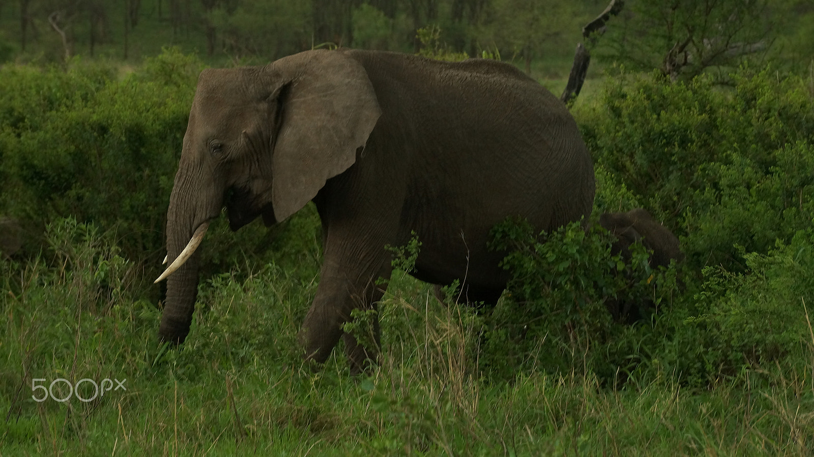 Sony SLT-A57 sample photo. Africa's pets photography