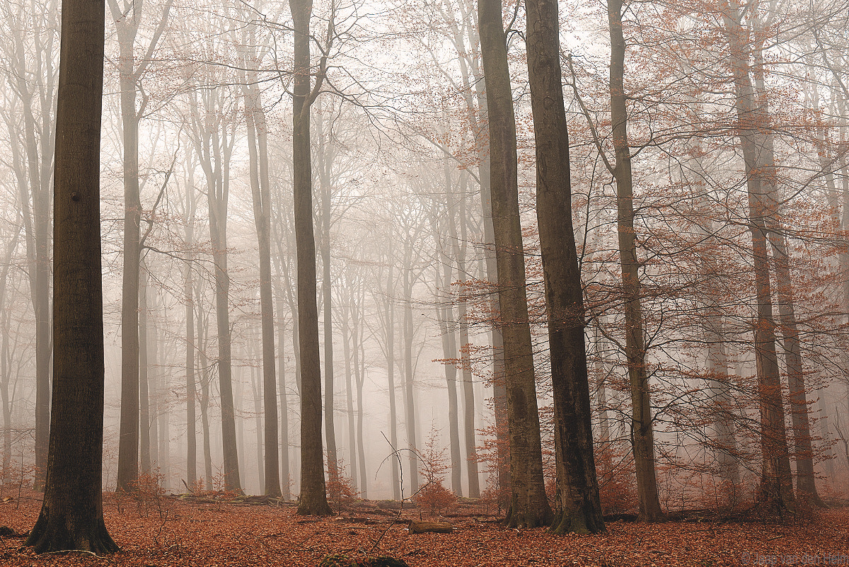 24.0 - 70.0 mm sample photo. Trees photography