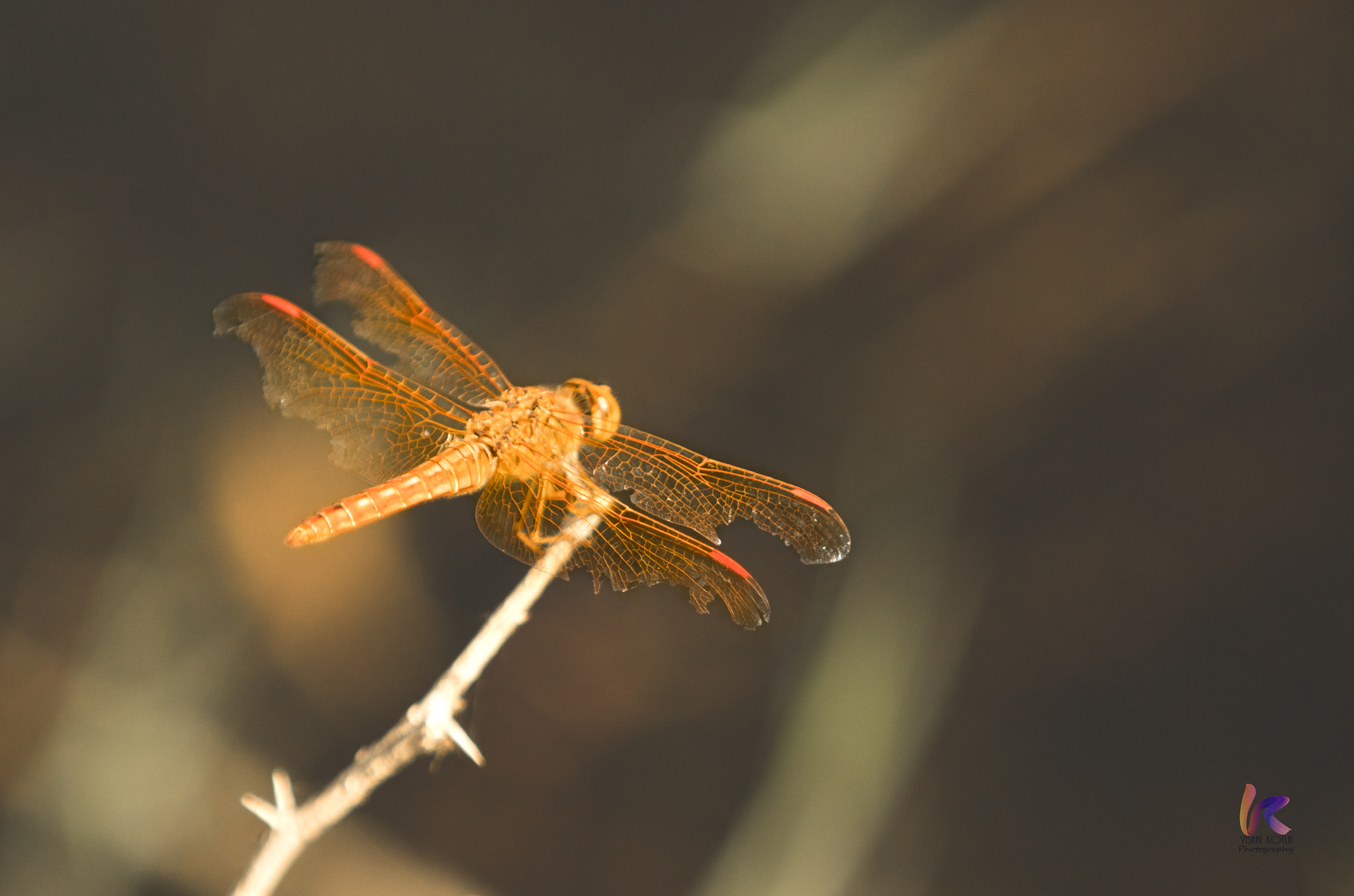 Canon EF 70-200mm F2.8L IS II USM sample photo. Flame skimmer photography