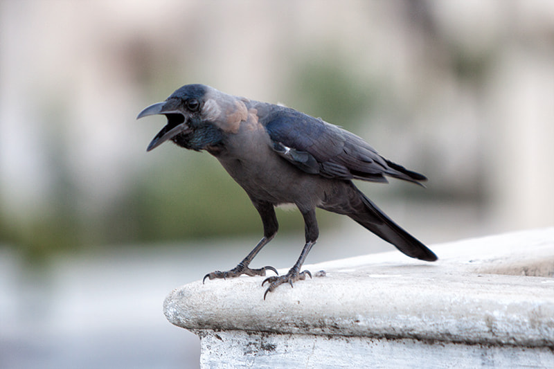 Canon EF 70-200mm F2.8L IS USM sample photo. This is the crow photography