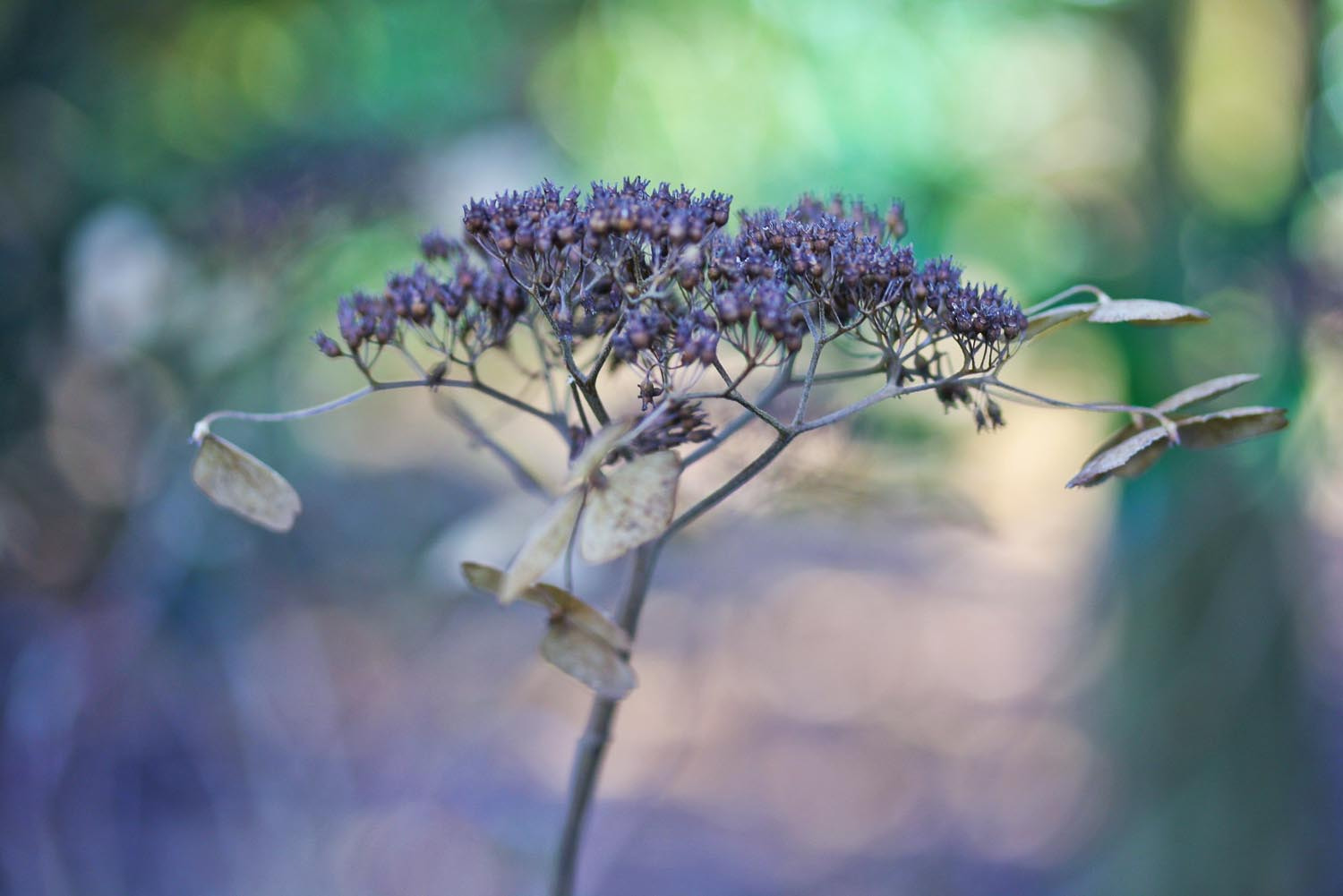 Canon EF-S 60mm F2.8 Macro USM sample photo. Untitled photography