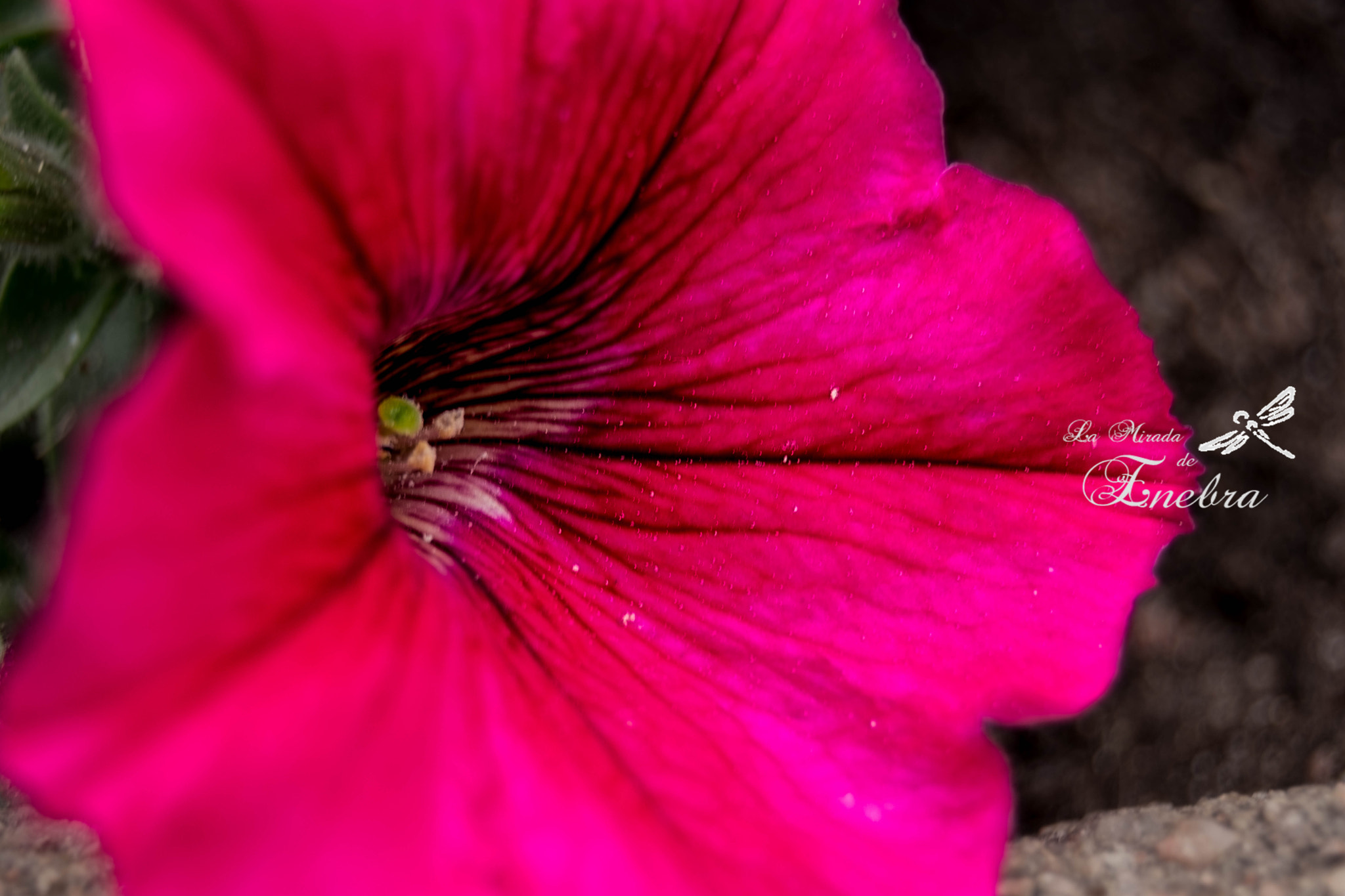 Nikon D7200 sample photo. Floreta photography