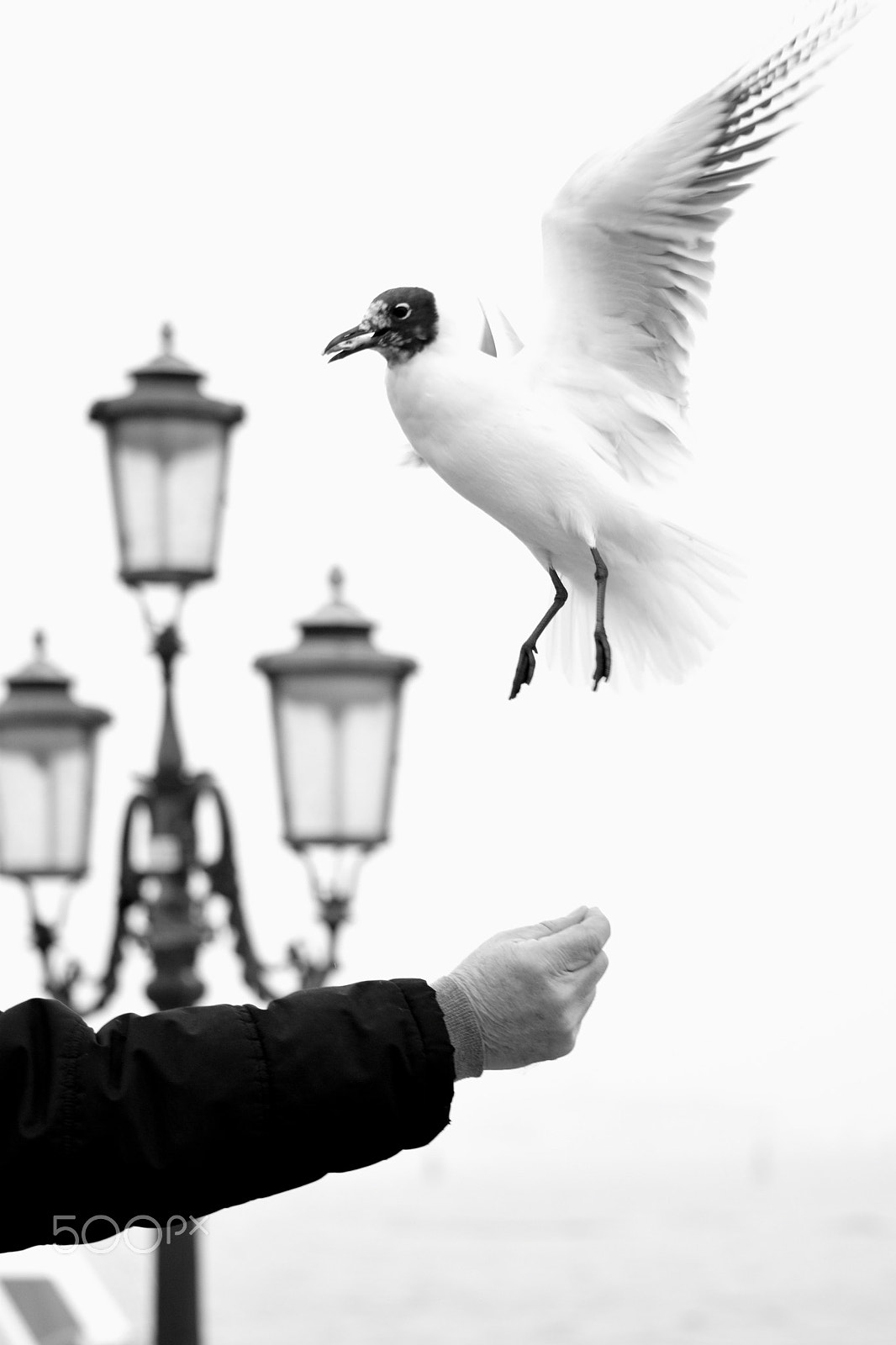 Nikon D5300 + Sigma 70-300mm F4-5.6 DG OS sample photo. Feeding beauty photography