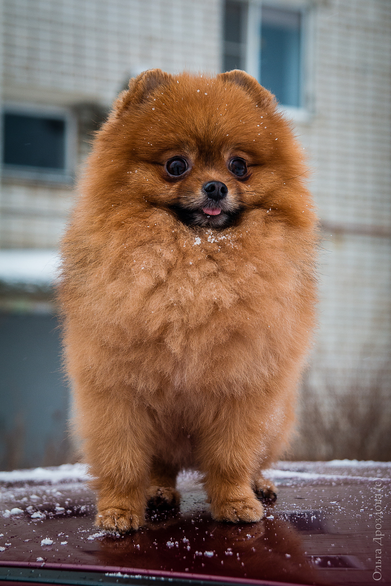 Tamron SP AF 17-50mm F2.8 XR Di II LD Aspherical (IF) sample photo. Img photography