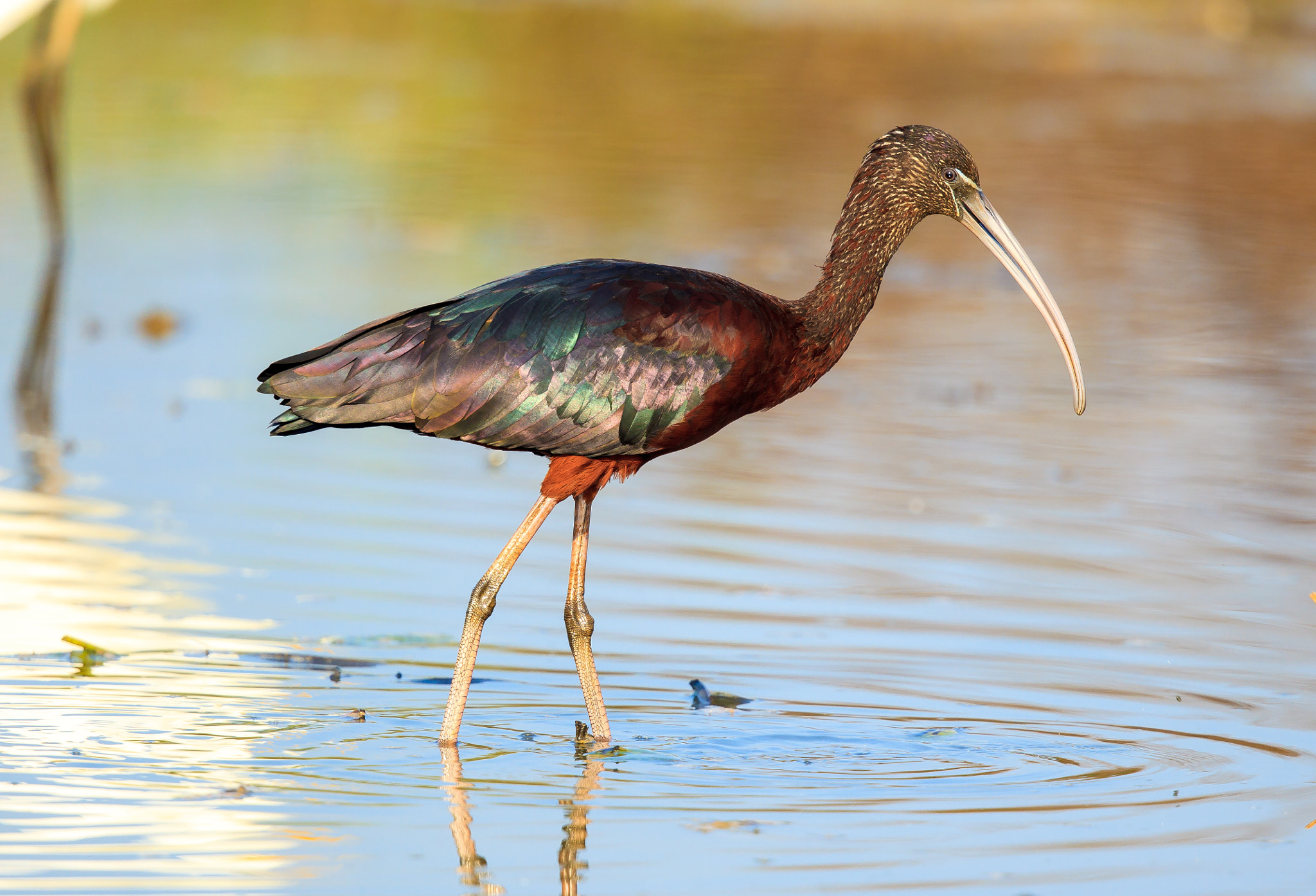 Canon EOS-1D Mark IV + Canon EF 500mm F4L IS II USM sample photo. Glossy ibis up close photography