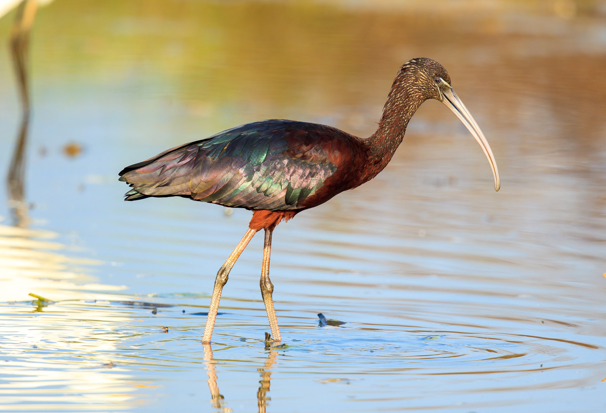 Canon EF 500mm F4L IS II USM sample photo. Glossy ibis up close photography