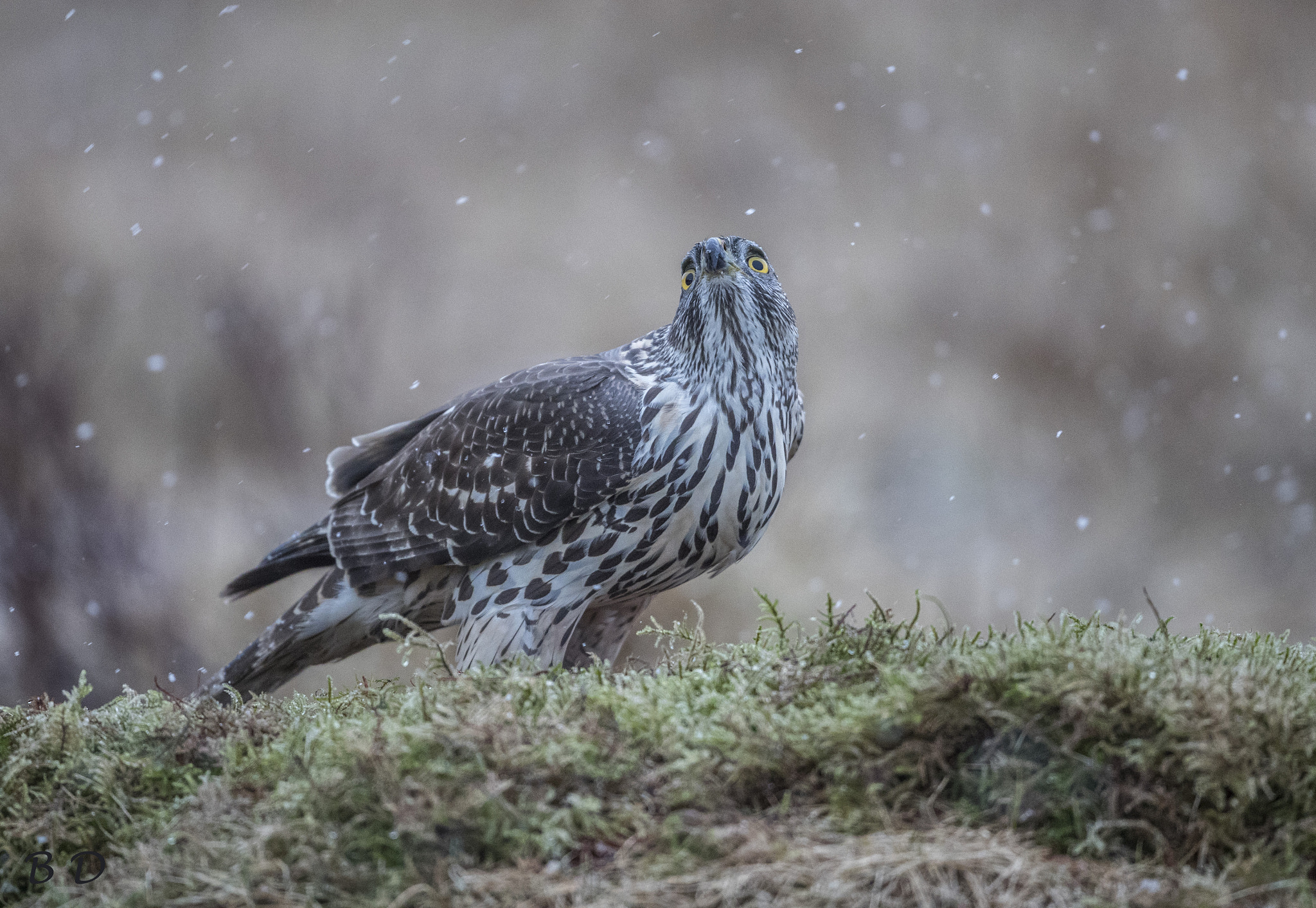 Canon EF 500mm F4L IS USM sample photo. Goshawk while it snows photography
