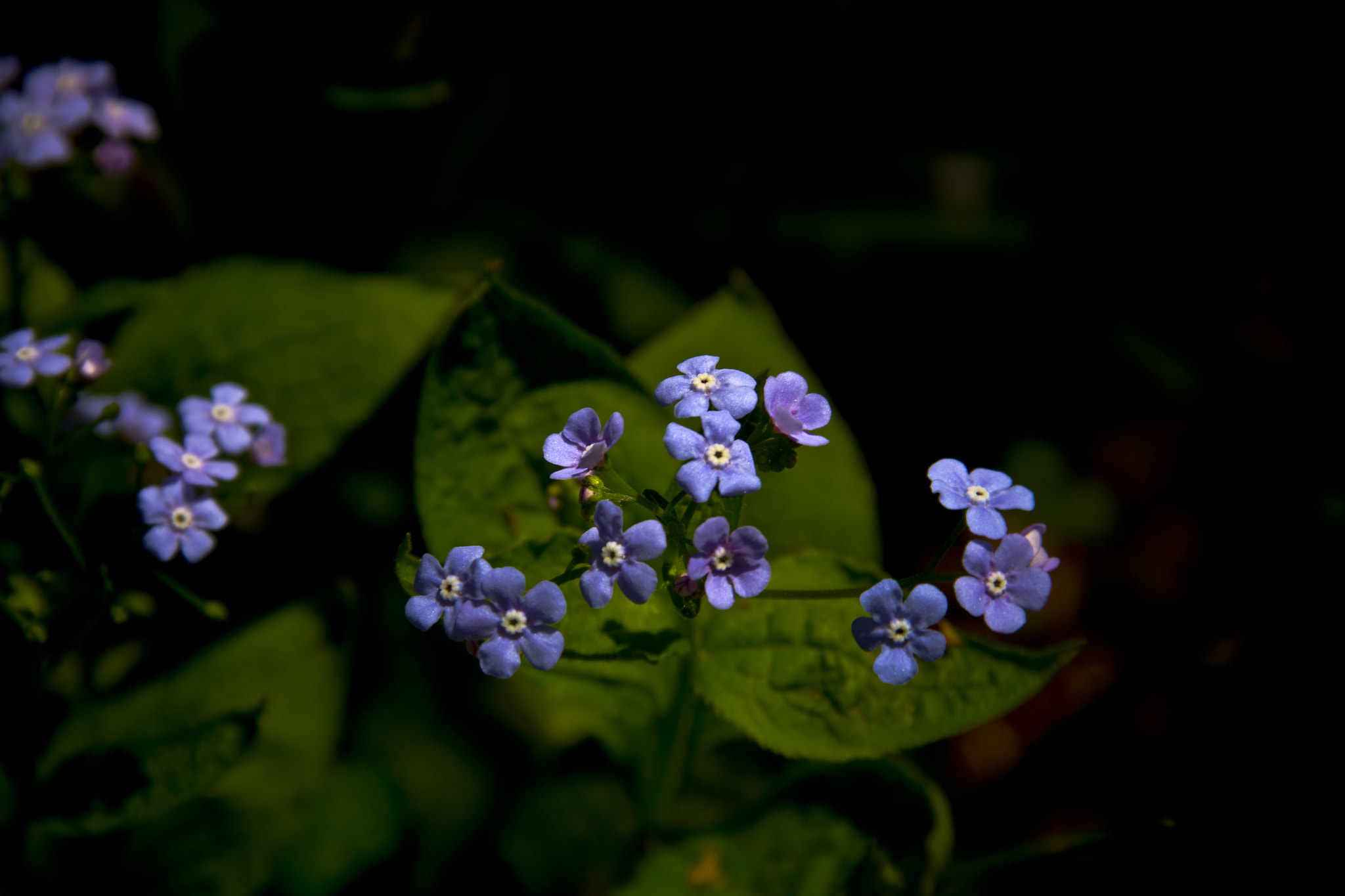 Canon EOS 50D sample photo. Forget-me-nots photography