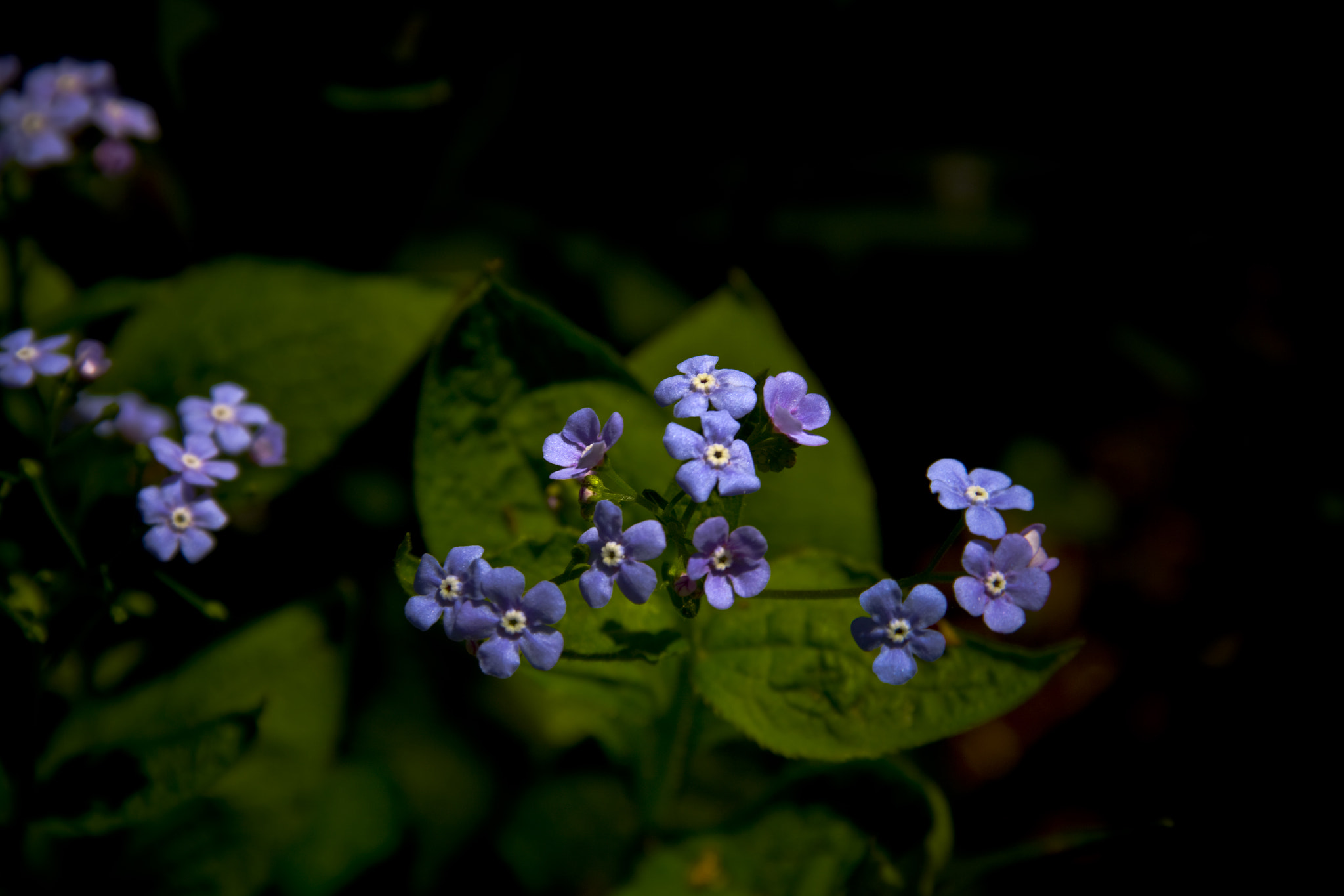 Canon EF-S 18-135mm F3.5-5.6 IS sample photo. Forget-me-nots photography