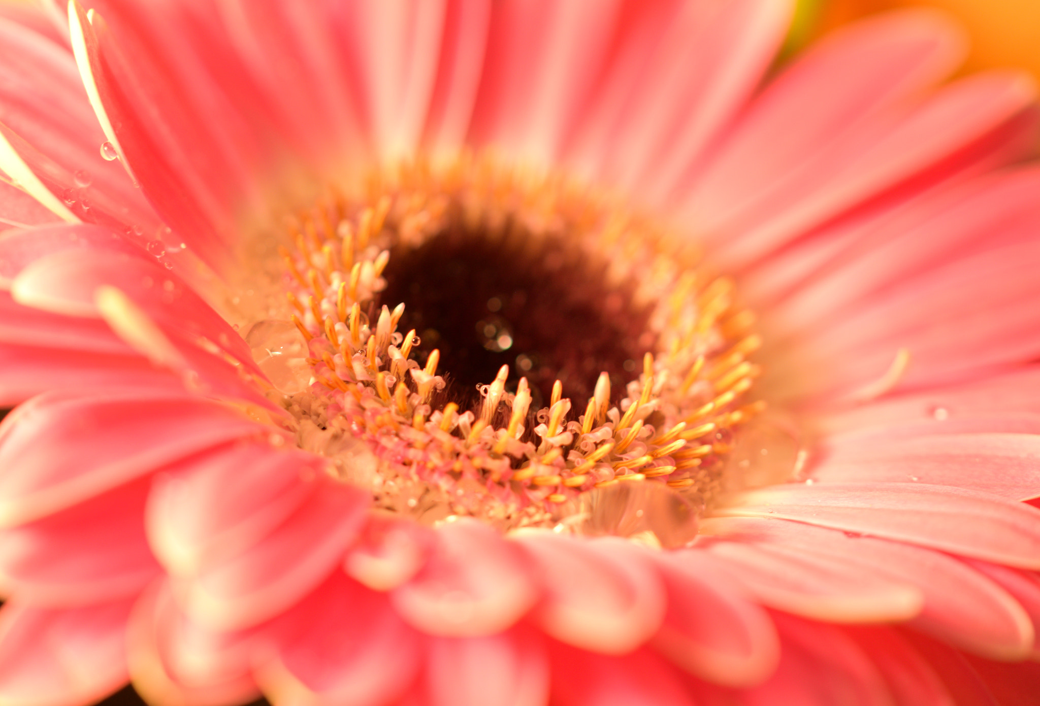 Sigma 105mm F2.8 EX DG OS HSM sample photo. Details photography