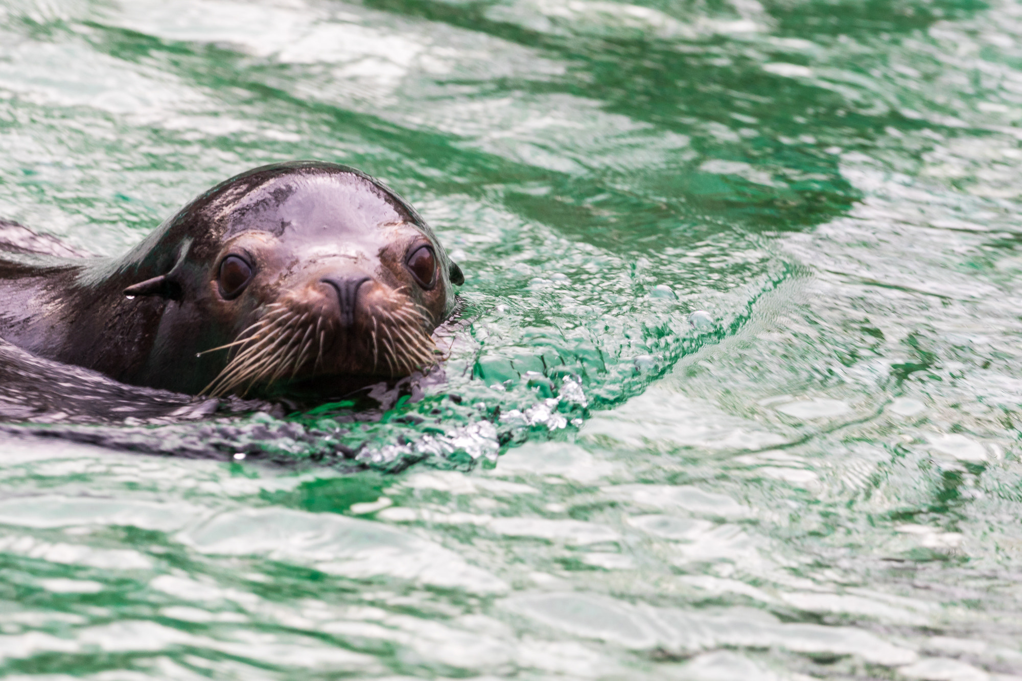 Canon EF 70-200mm F4L USM sample photo. Sea lion portrait photography