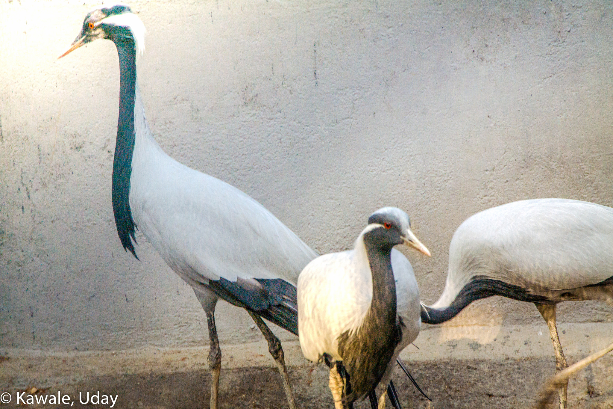 Samsung NX 50-200mm F4-5.6 ED OIS sample photo. Demoiselle crane bird photography