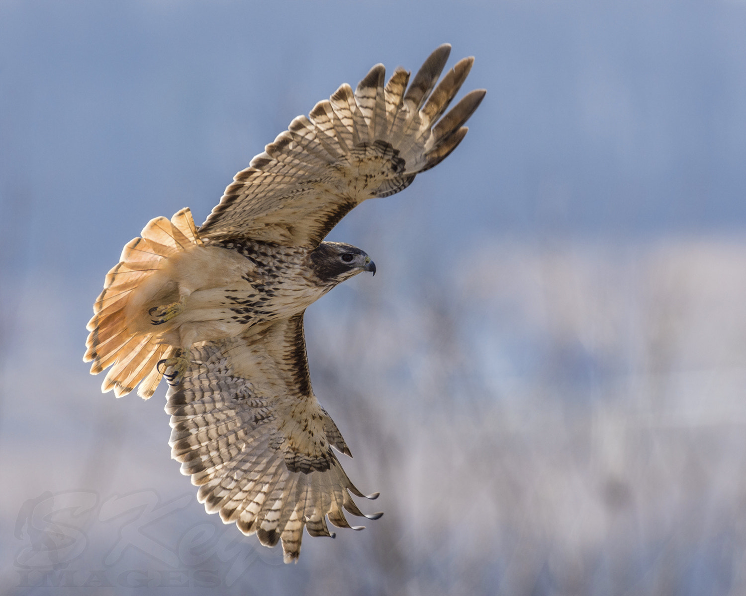 Nikon D7200 + Nikon AF-S Nikkor 500mm F4G ED VR sample photo. Flare (red-tailed hawk) photography