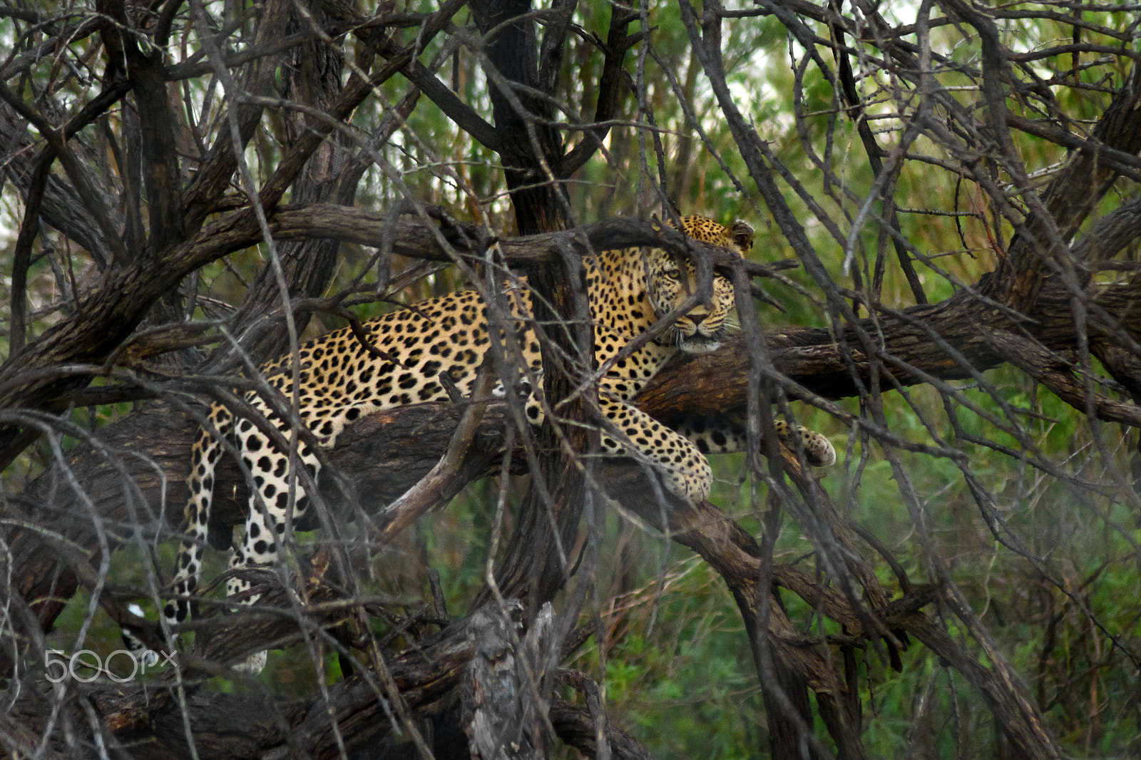 Nikon D5200 sample photo. Leopard photography