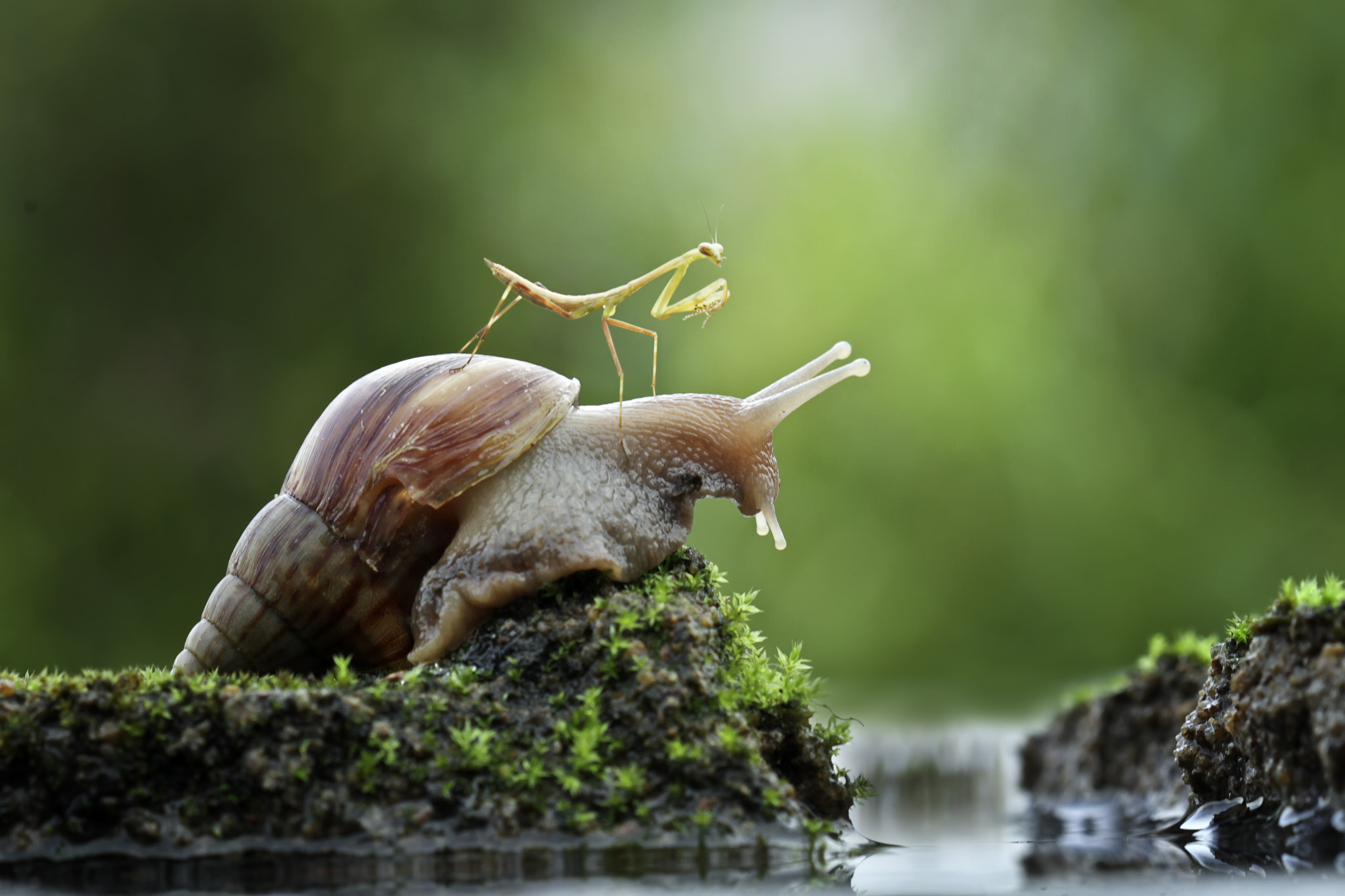 Canon EOS 7D + Canon EF 100mm F2.8 Macro USM sample photo. Mantis and friend photography