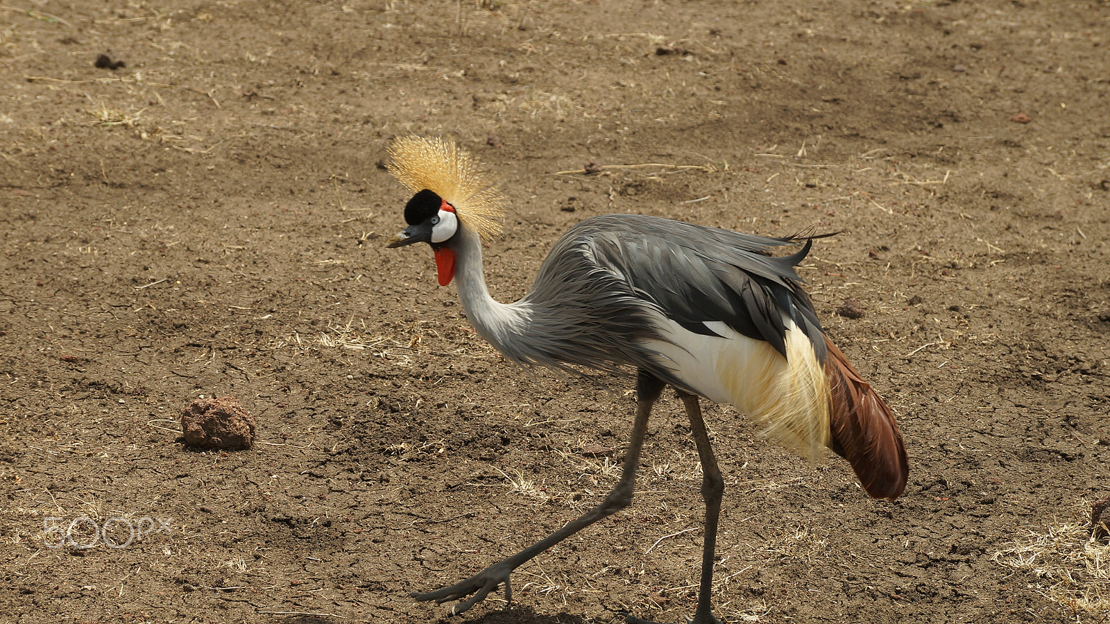 Sony SLT-A57 sample photo. Tanzania's beauties photography